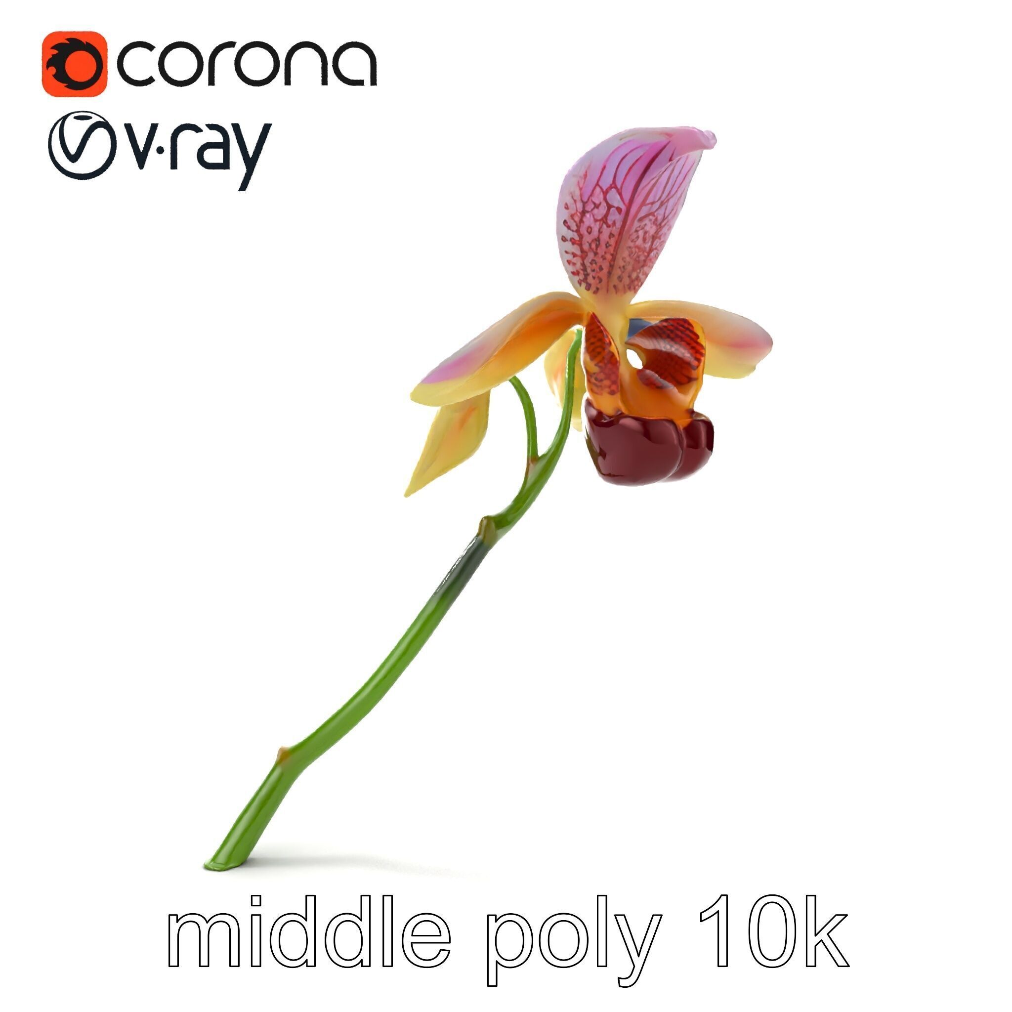 Paphiopedilum Orchid Intriguing Form model pack Low-poly 3D model_14