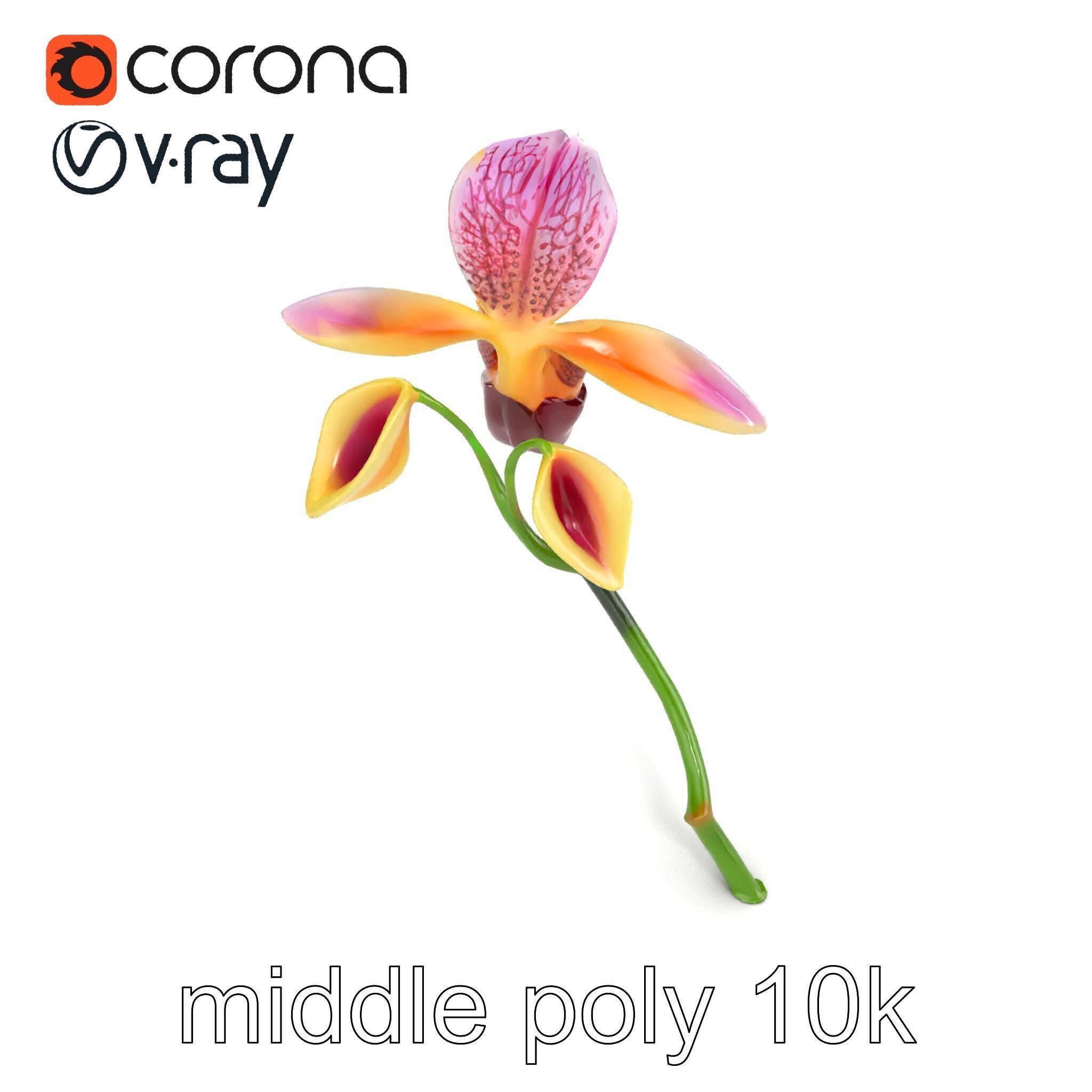 Paphiopedilum Orchid Intriguing Form model pack Low-poly 3D model_17