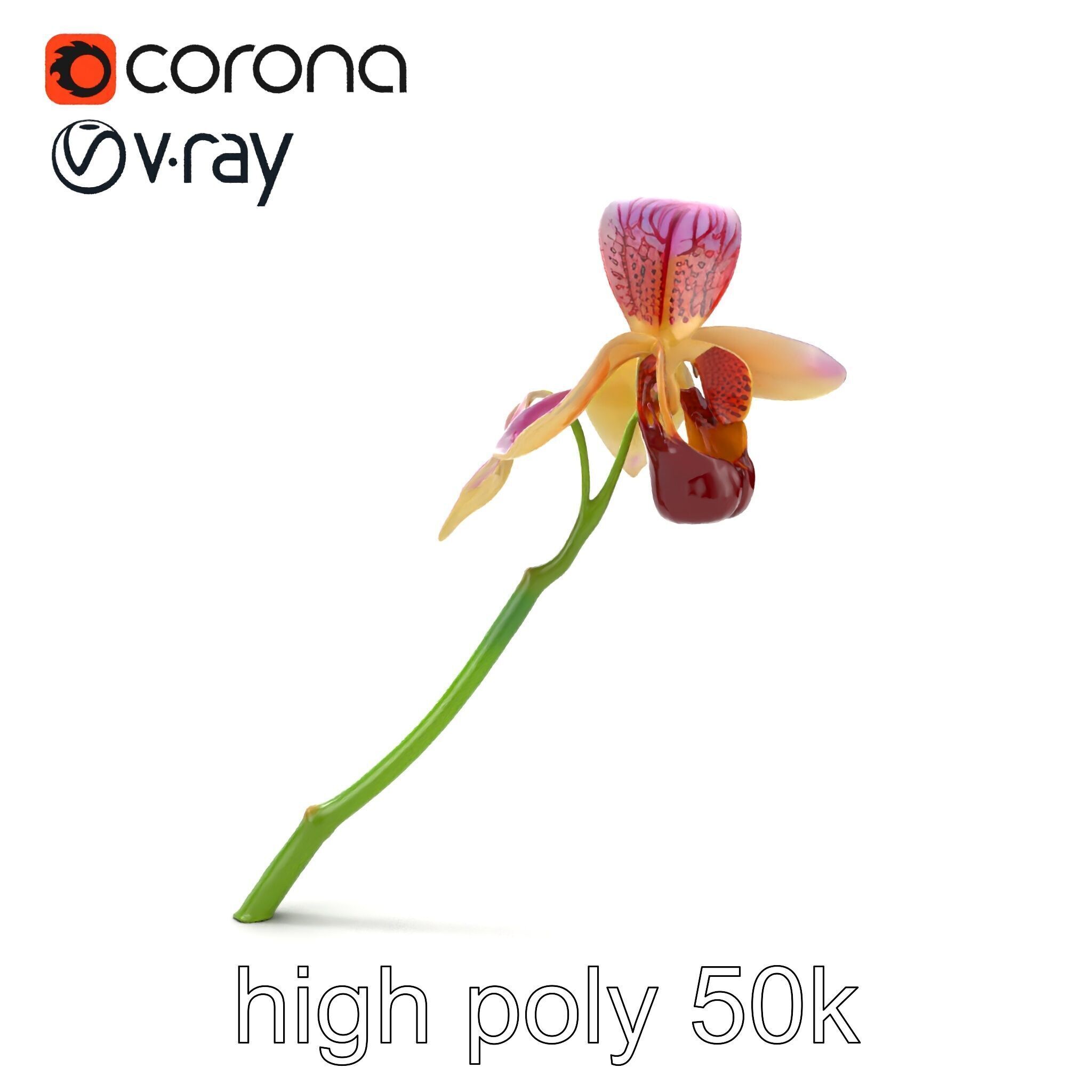 Paphiopedilum Orchid Intriguing Form model pack Low-poly 3D model_24