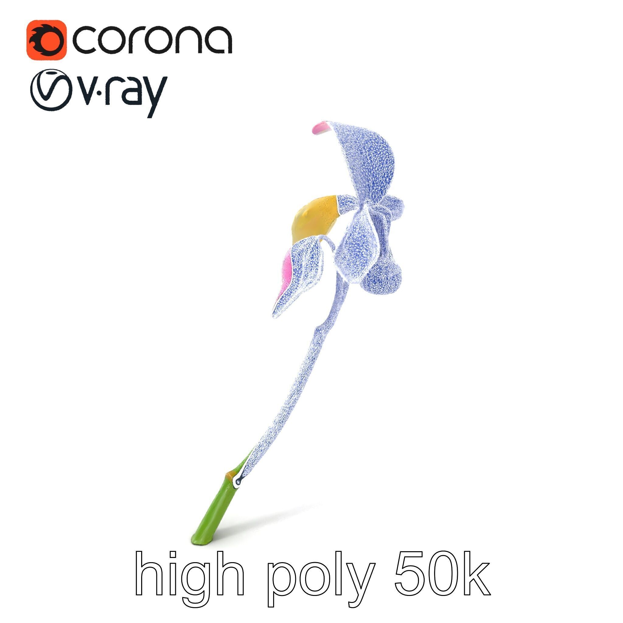 Paphiopedilum Orchid Intriguing Form model pack Low-poly 3D model_10