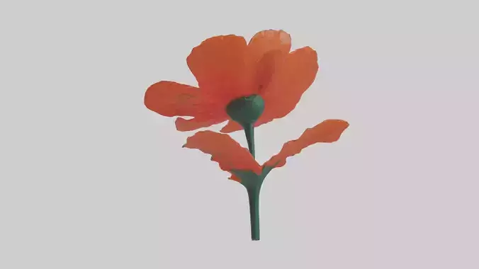 Poppy flower model