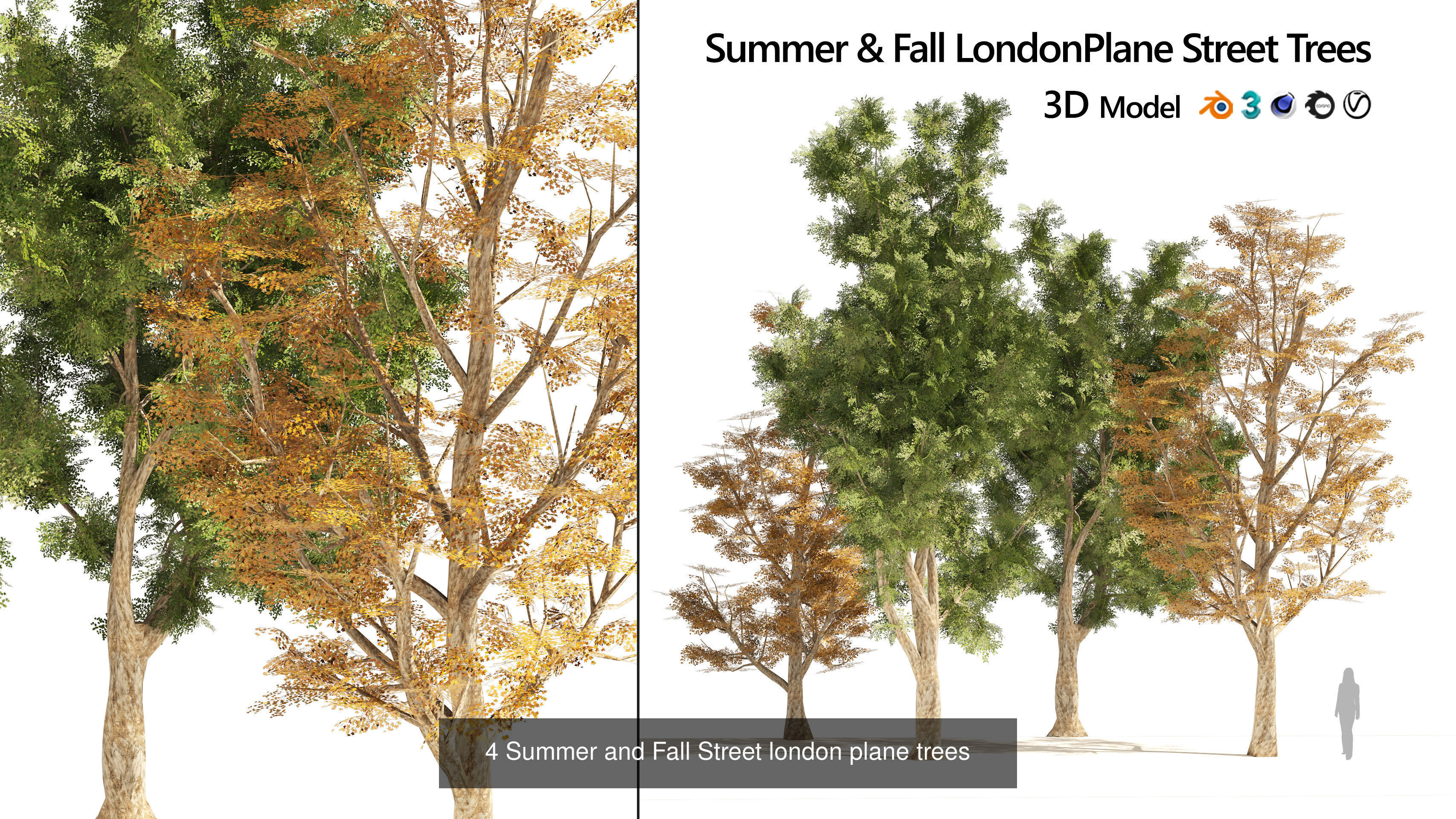 Fall Trees Collections _17