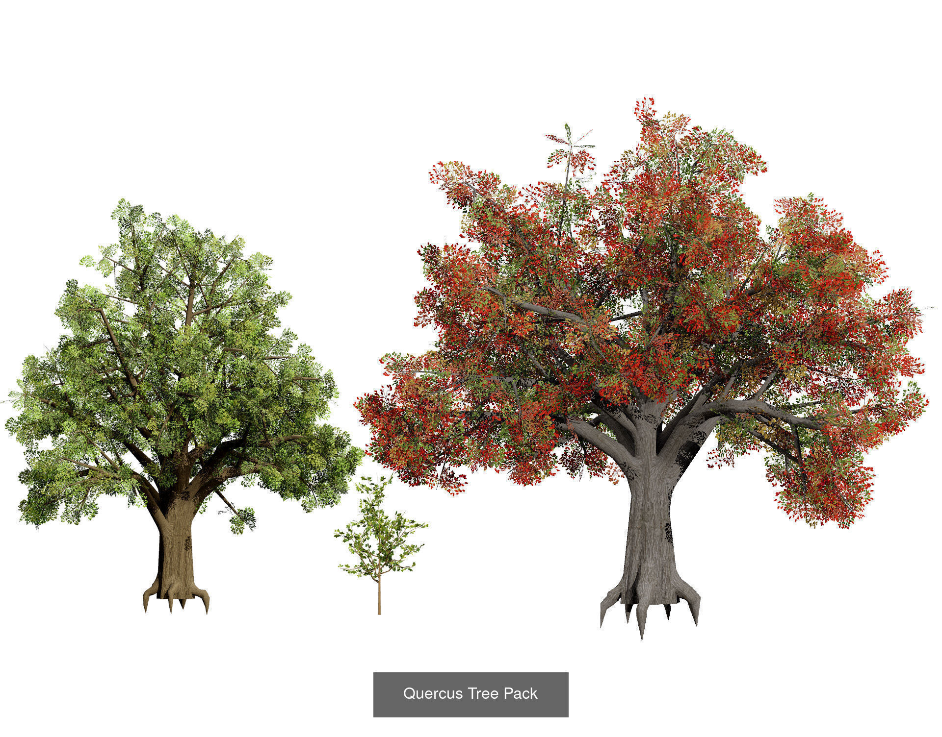 Fall Trees Collections _40