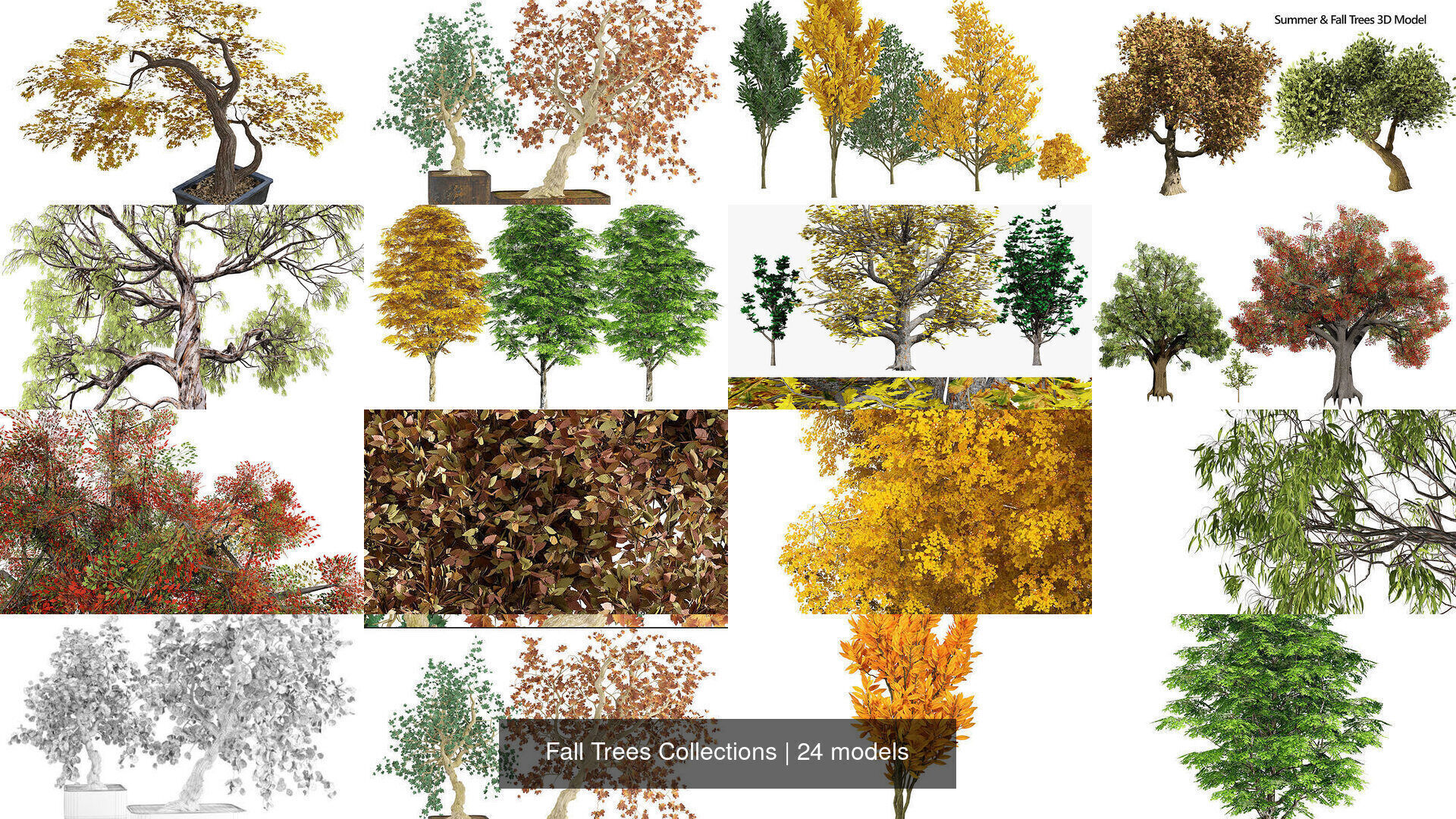 Fall Trees Collections _10