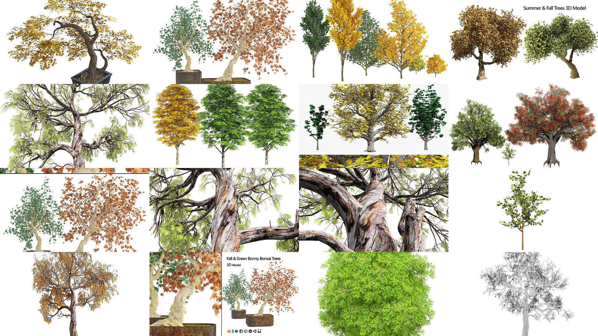 Fall Trees Collections _9