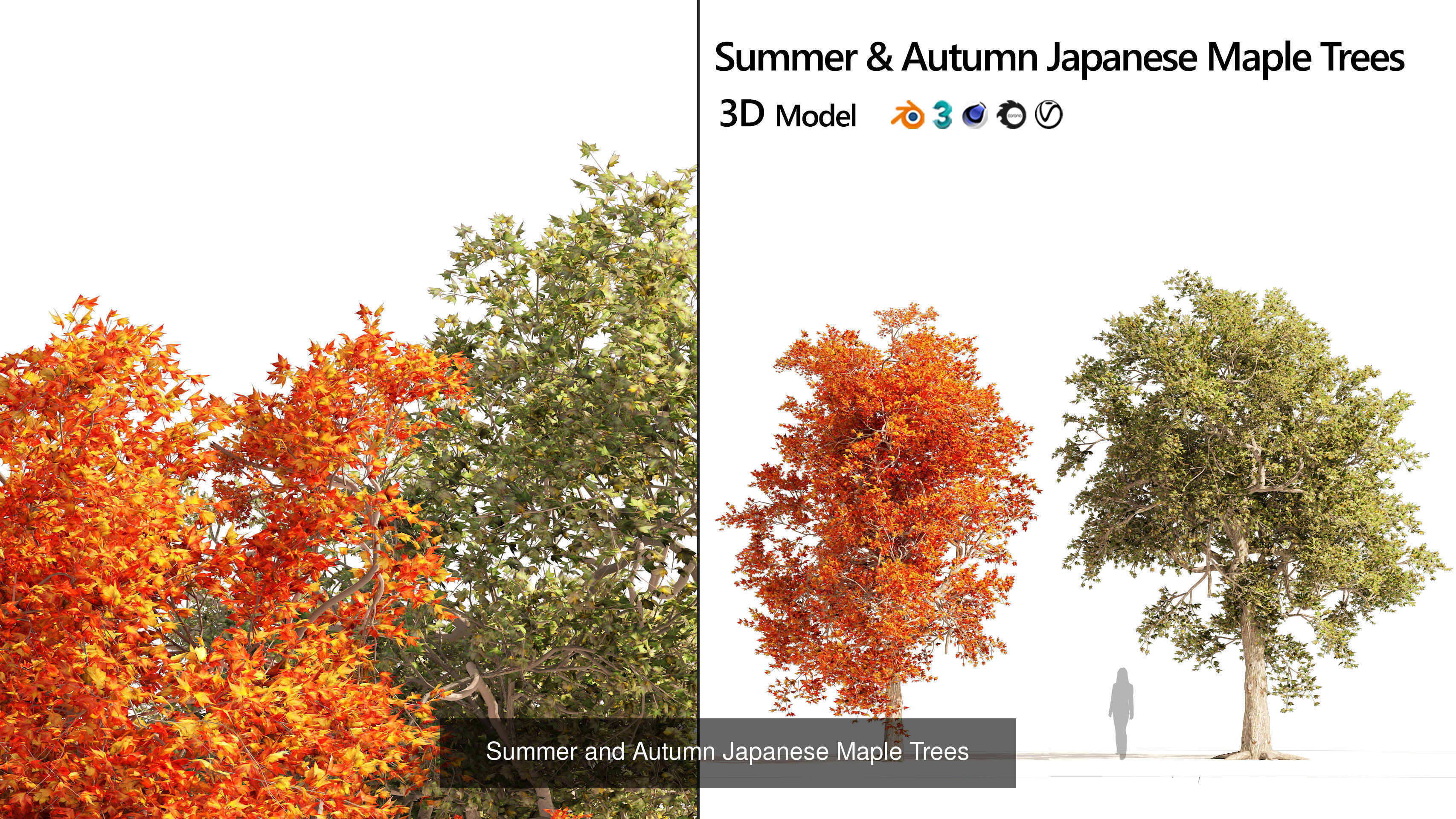 Fall Trees Collections _19