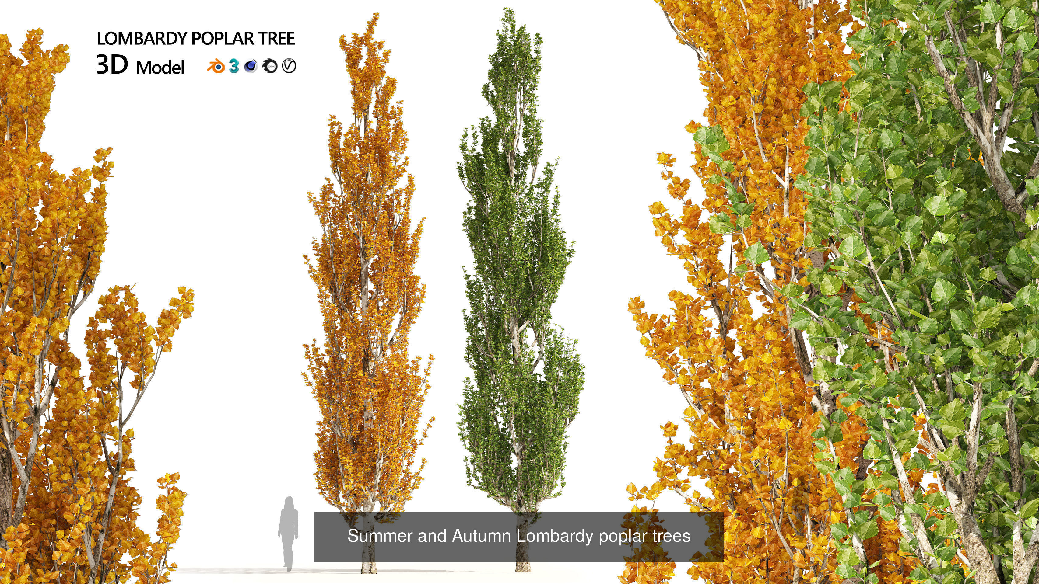 Fall Trees Collections _21