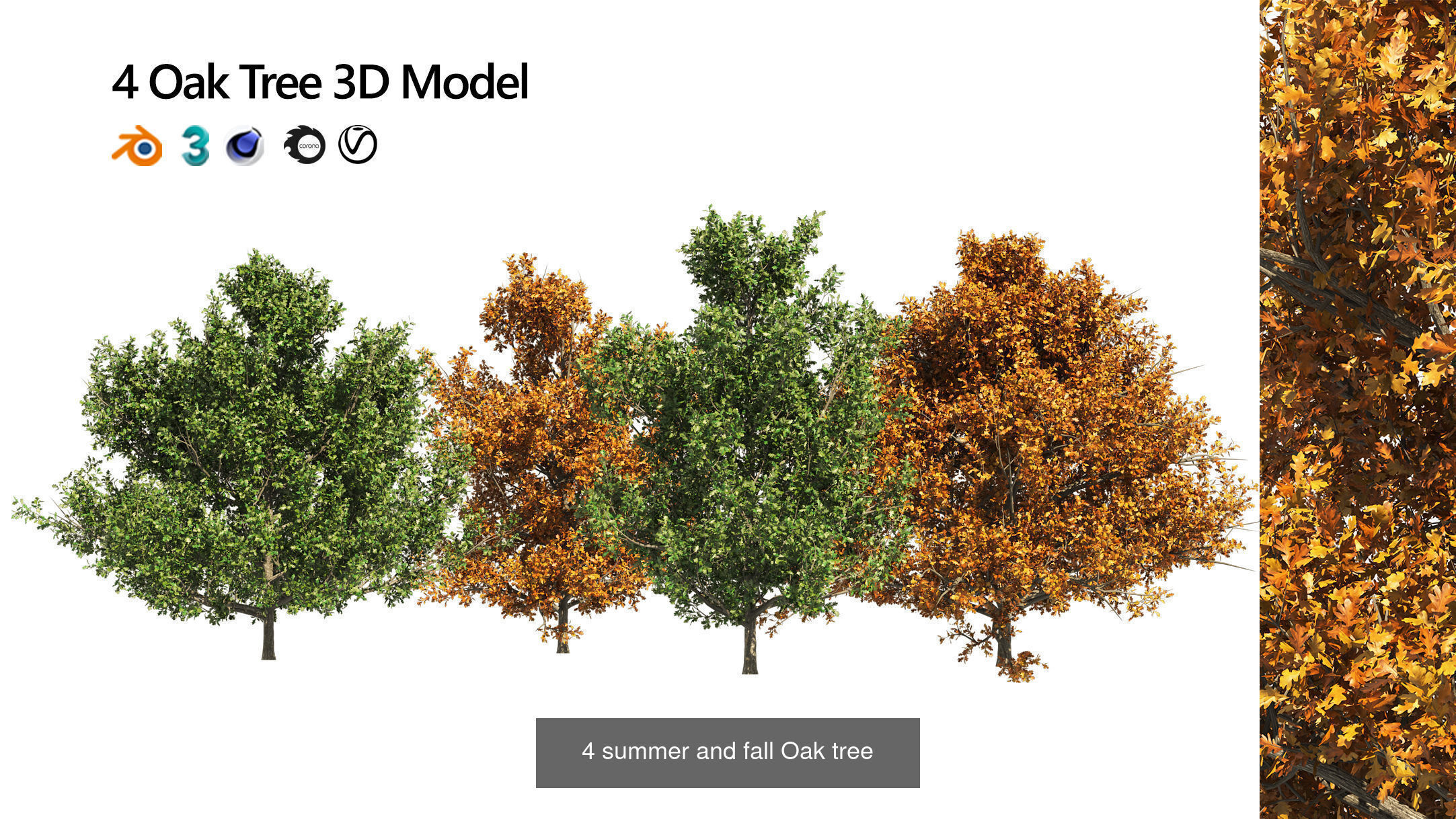 Fall Trees Collections _15