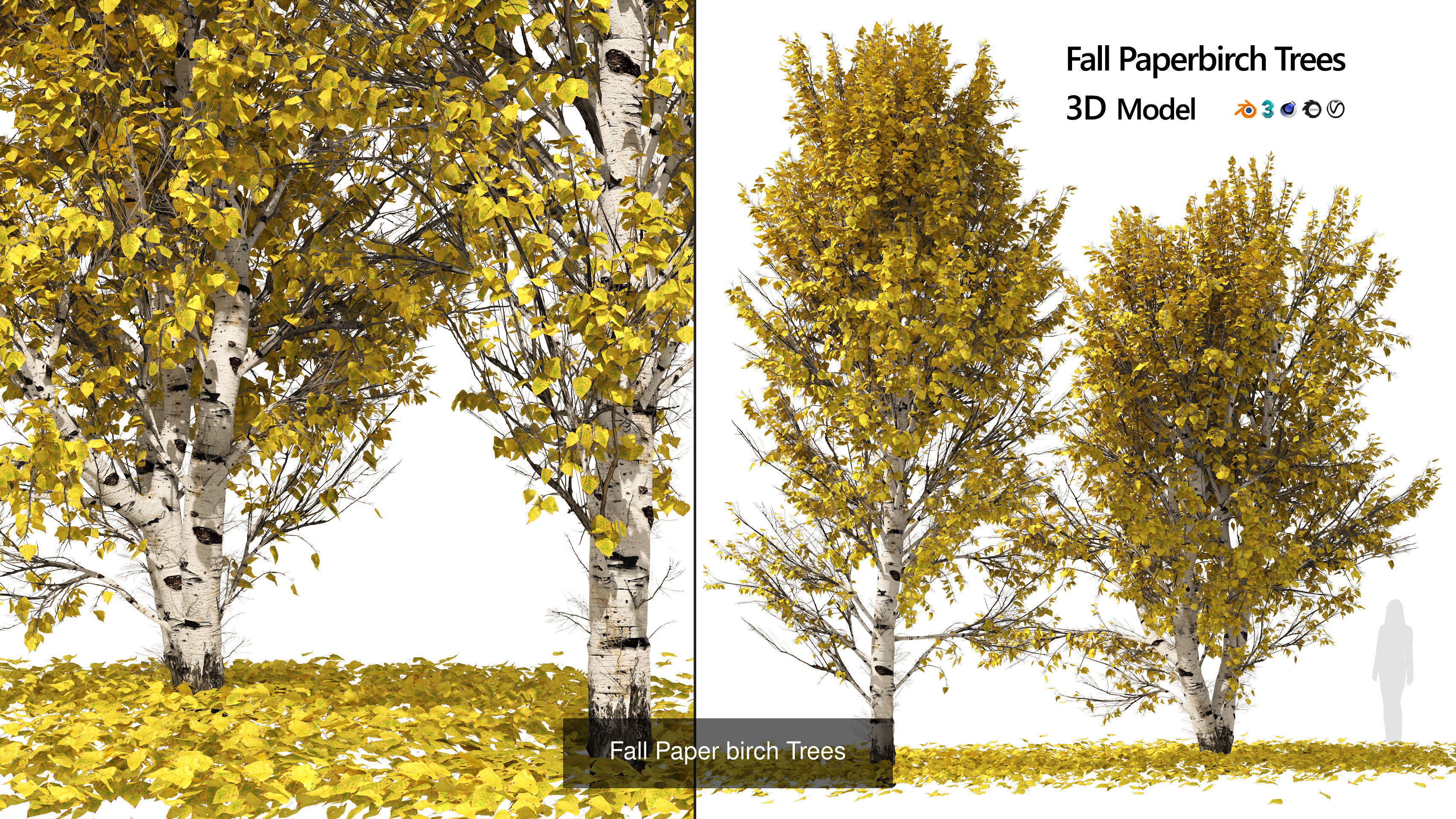 Fall Trees Collections _28