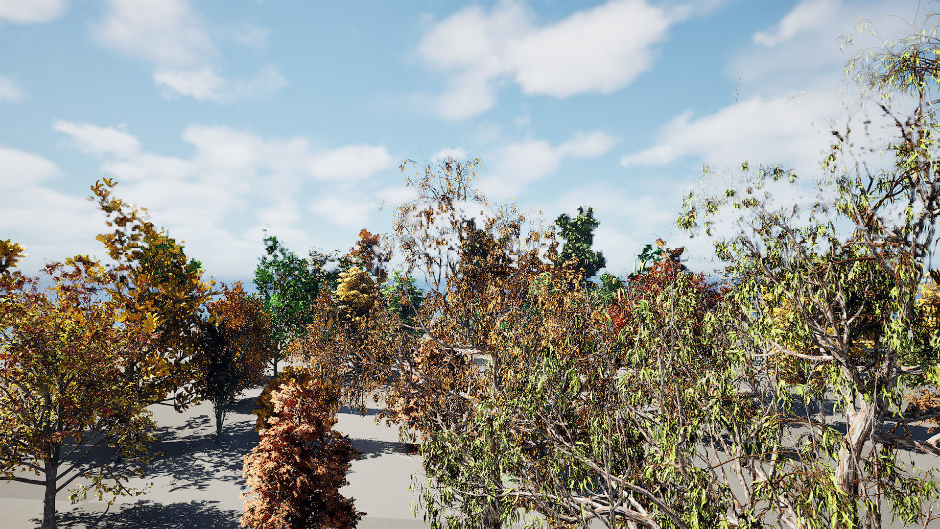 Fall Trees Collections _22