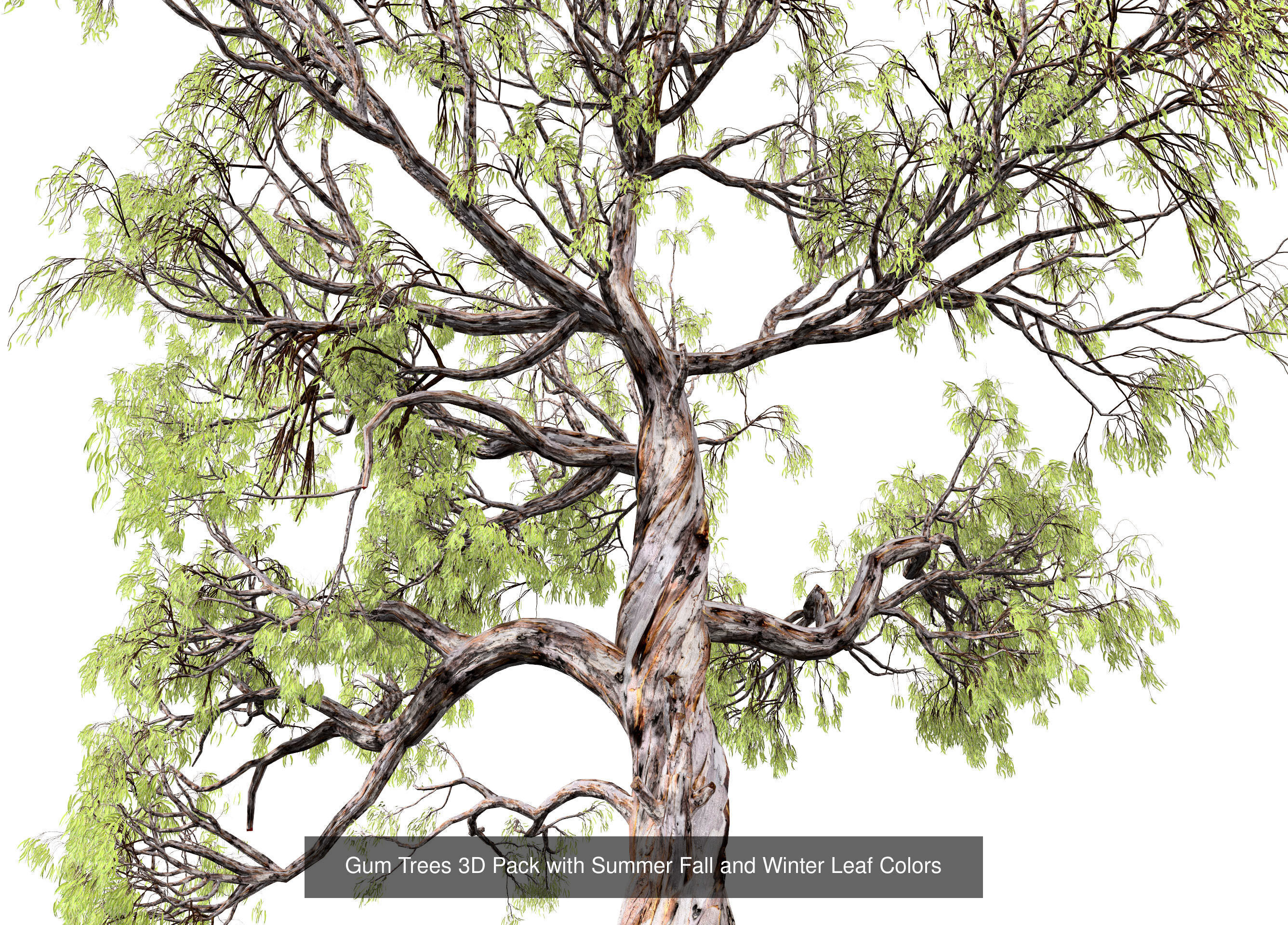 Fall Trees Collections _37