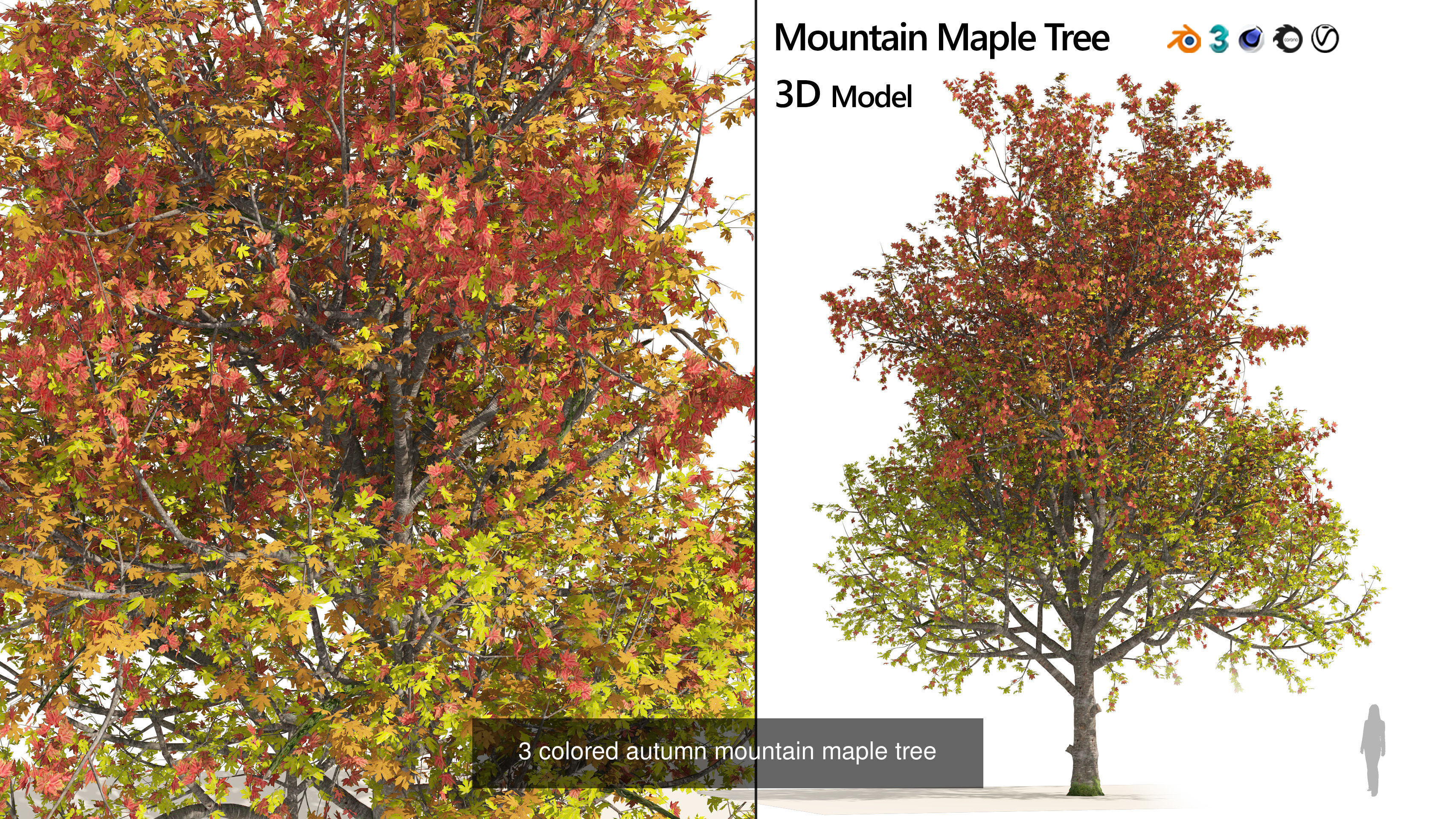 Fall Trees Collections _24