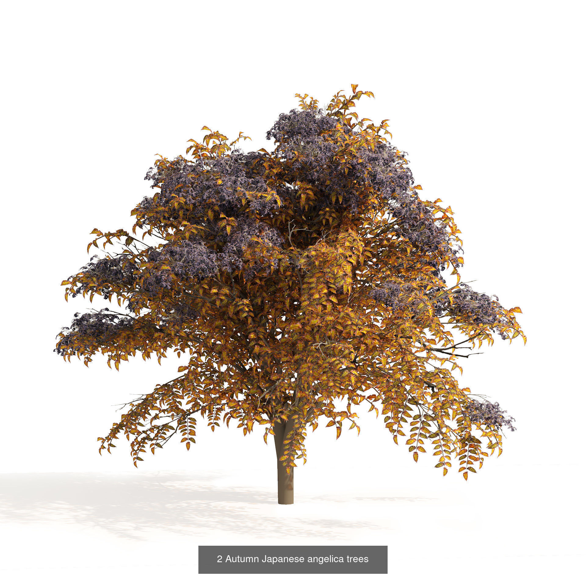 Fall Trees Collections _26