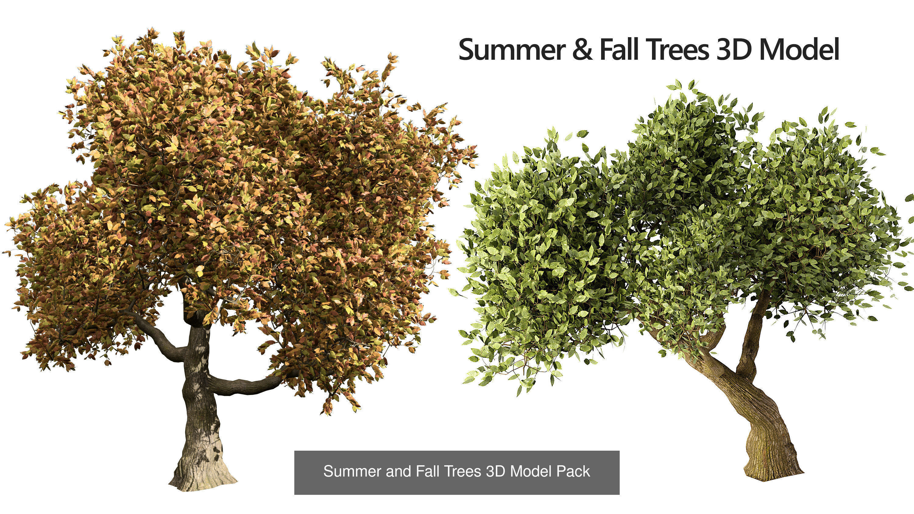 Fall Trees Collections _36