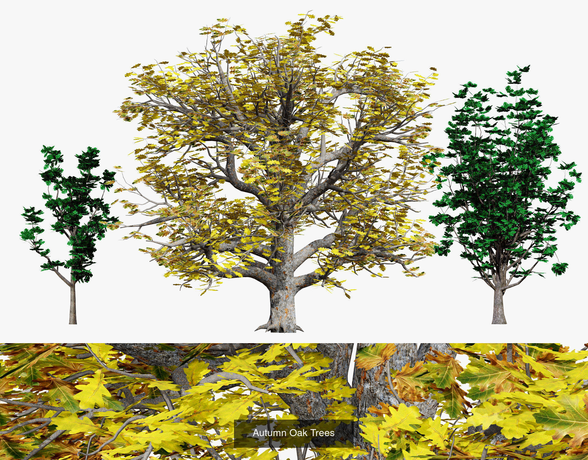 Fall Trees Collections _39