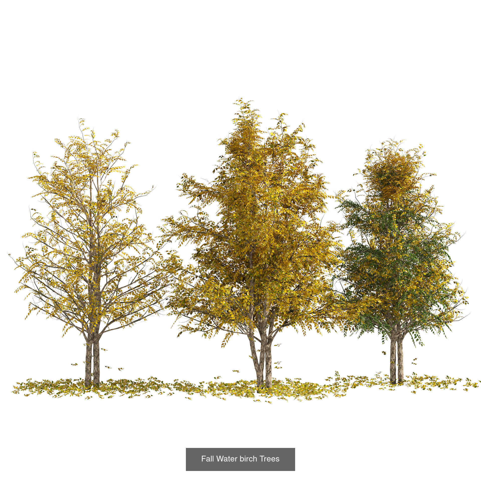 Fall Trees Collections _27
