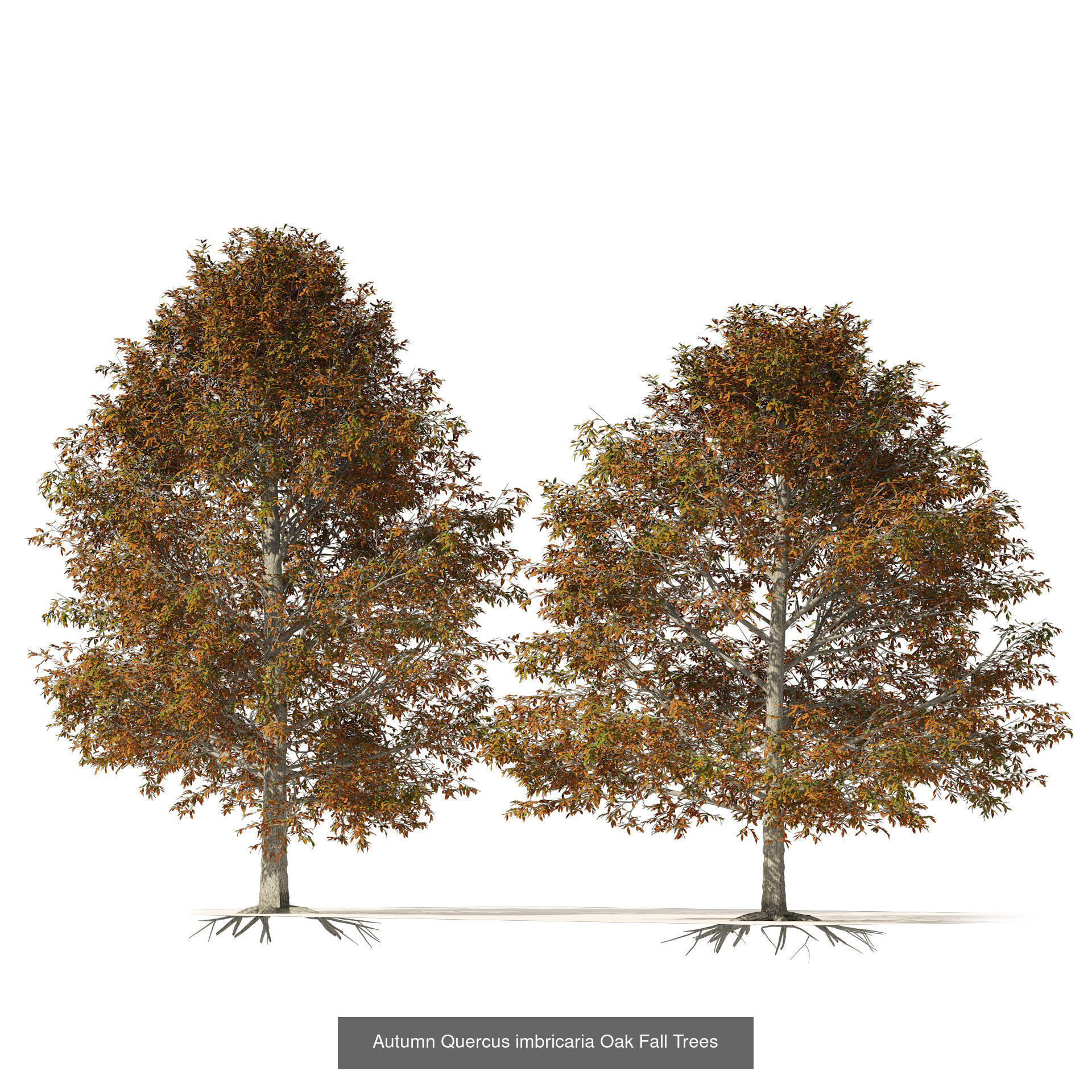 Fall Trees Collections _30