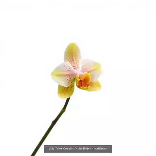 Orchid Elegance Collection 