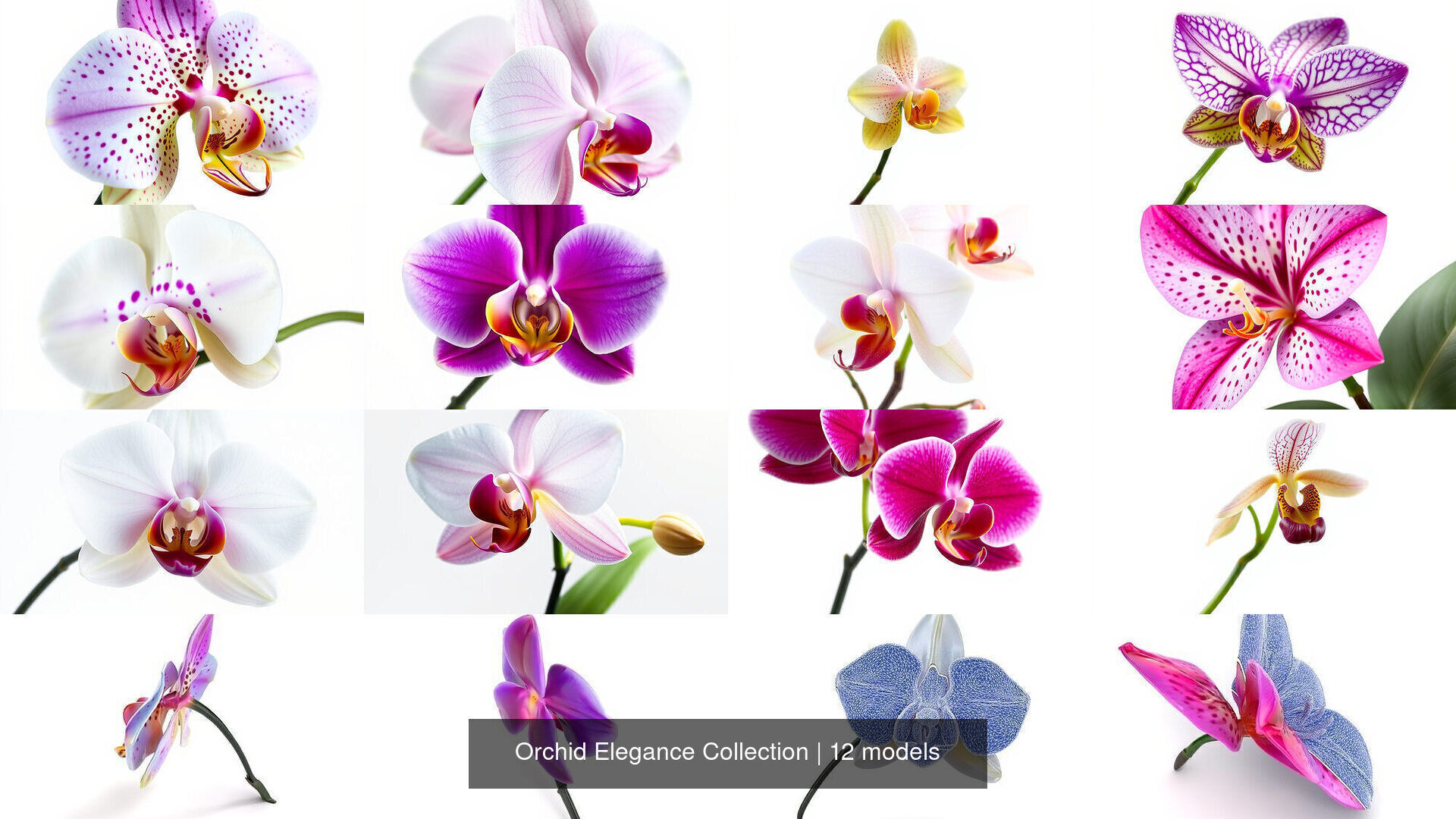 Orchid Elegance Collection _6
