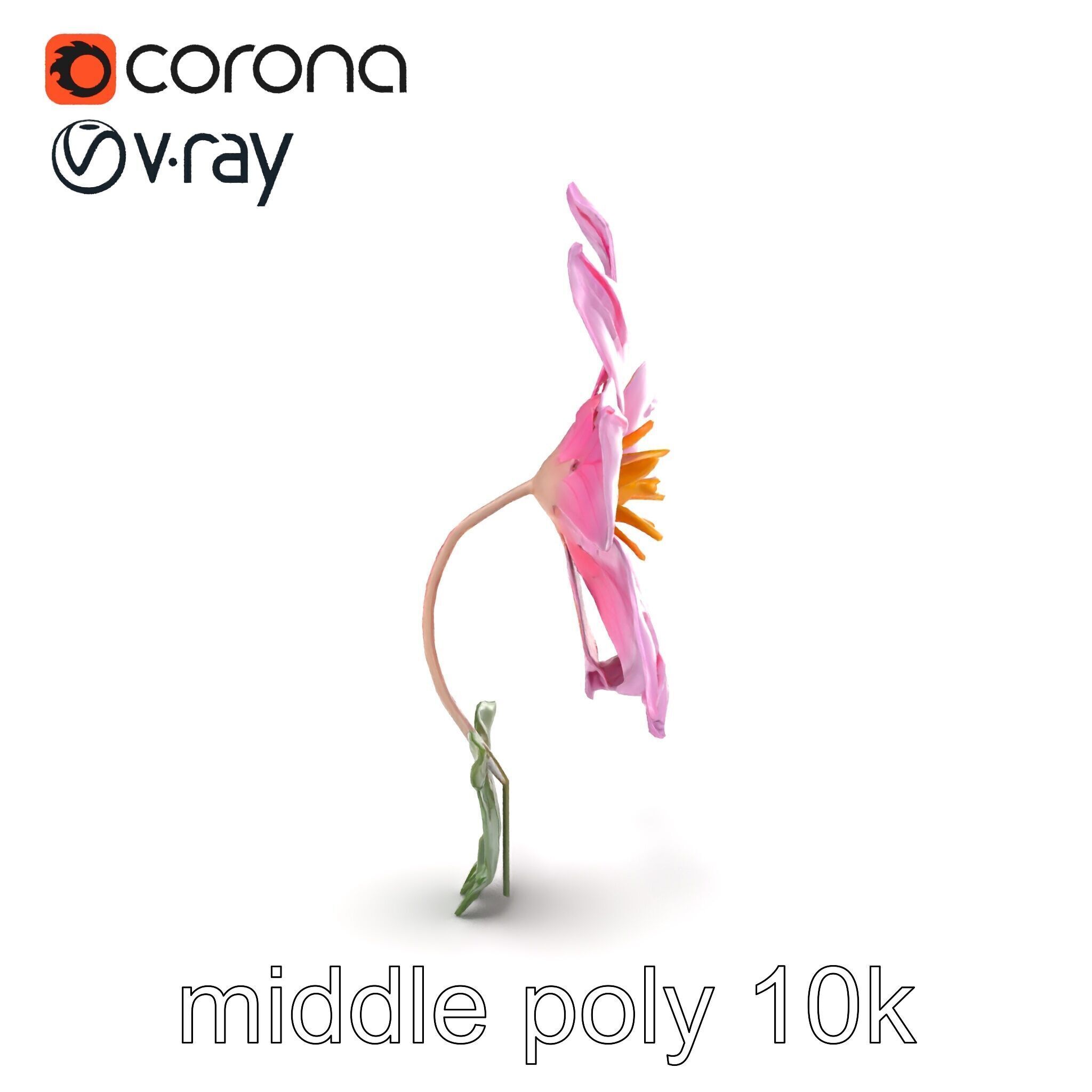 Soft Pink Clematis Flower with Glossy Vines model pack Low-poly 3D model_21