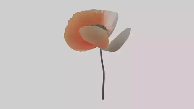 Poppyseed flower model