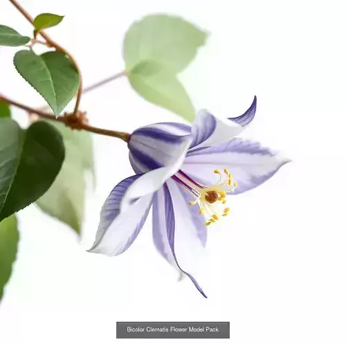 Clematis Wonders 3D Pack 3D Model Collection