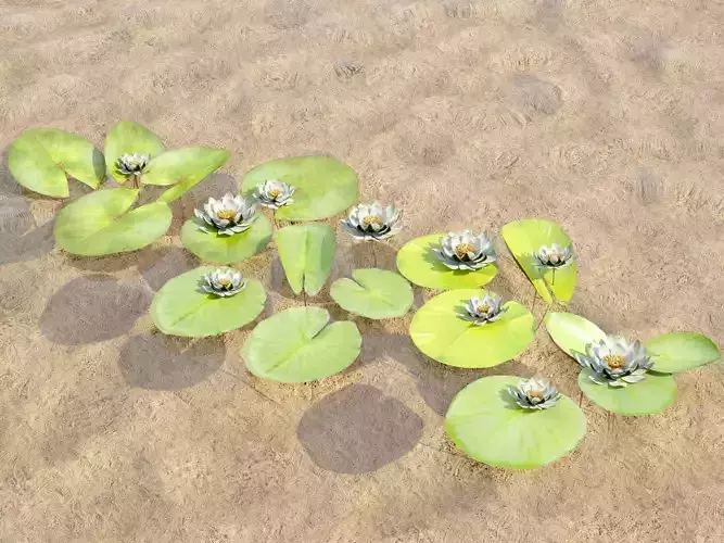 Nymphea Alba white waterlily