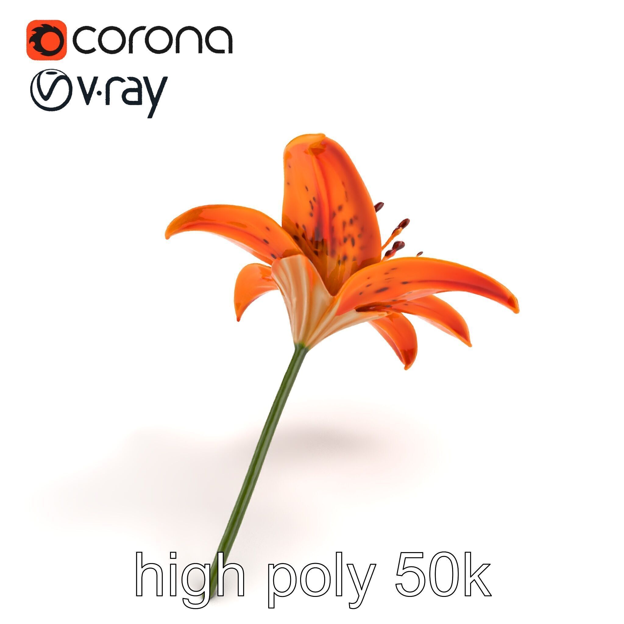 Tiger Lily Flower Realistic Model Pack Low-poly 3D model_9