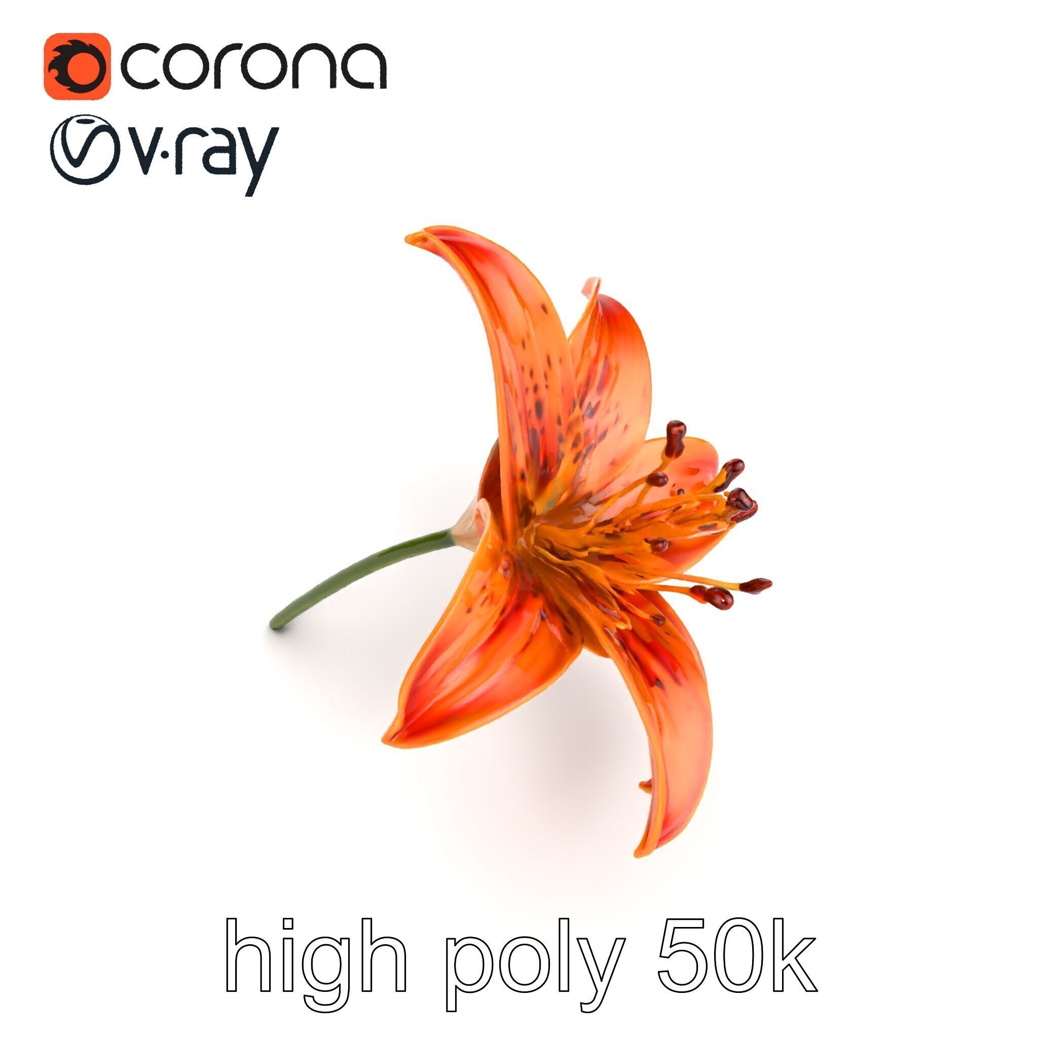 Tiger Lily Flower Realistic Model Pack Low-poly 3D model_22