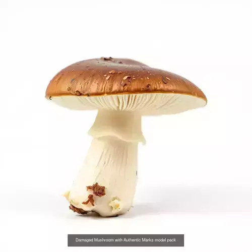 Mushroom Essence 3D Models Pack 3D Model Collection
