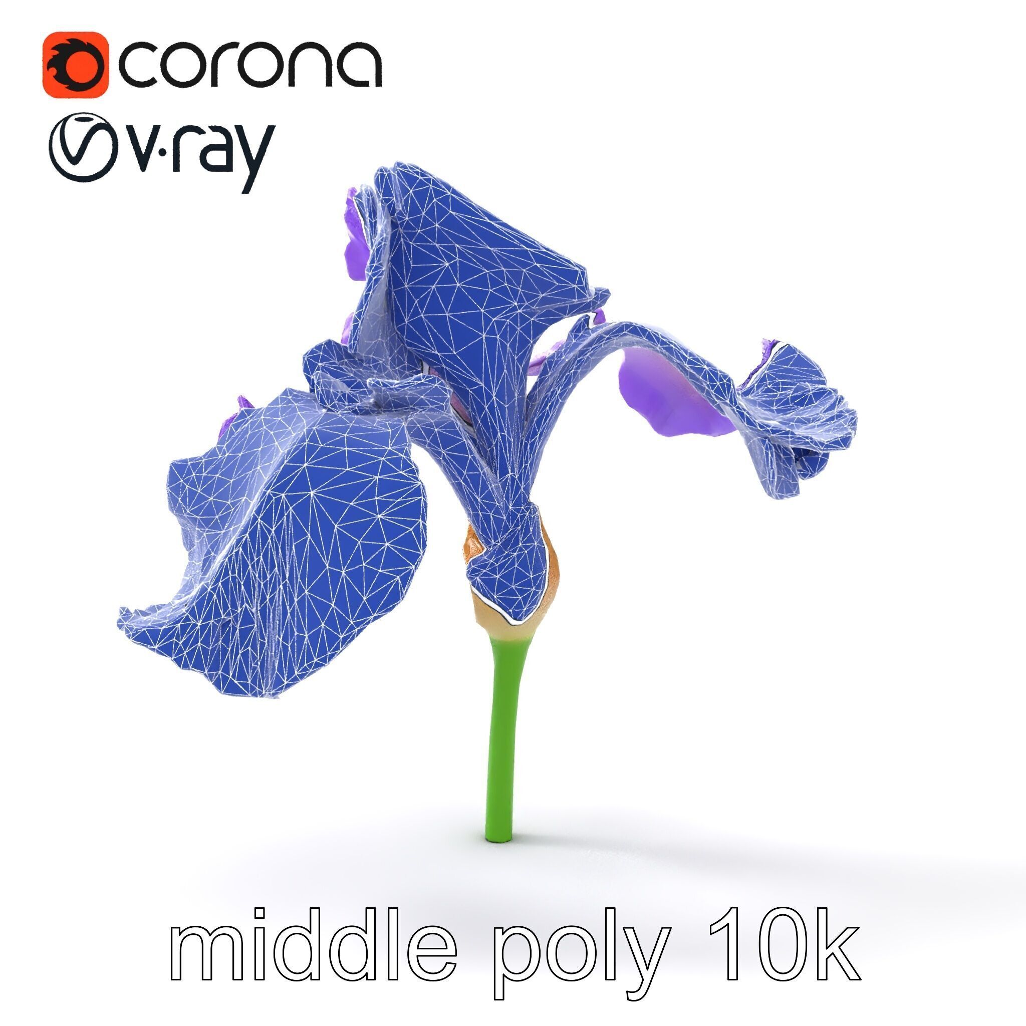 Purple Iris Flower Realistic 3D model pack Low-poly 3D model_29