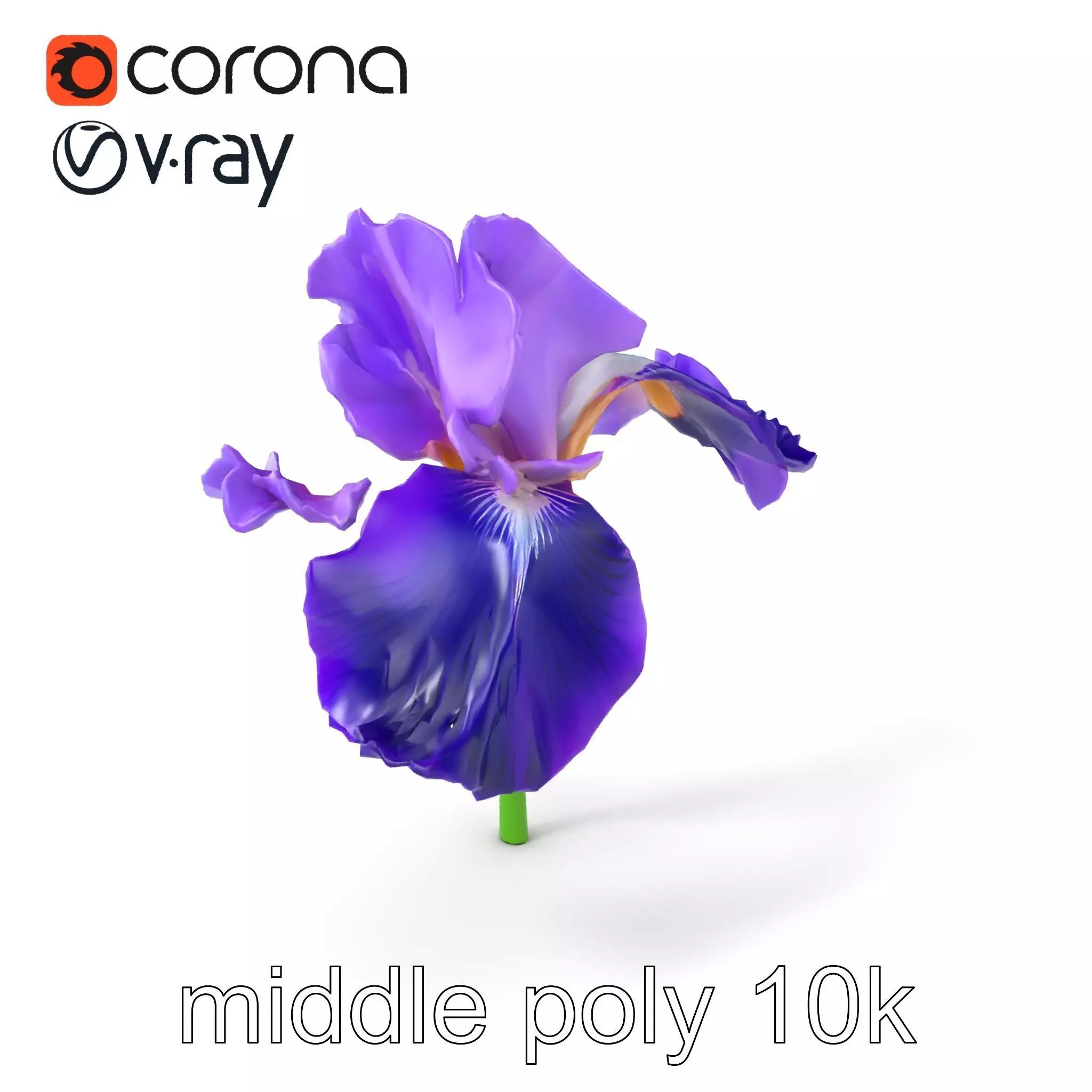 Purple Iris Flower Realistic 3D model pack Low-poly 3D model_0
