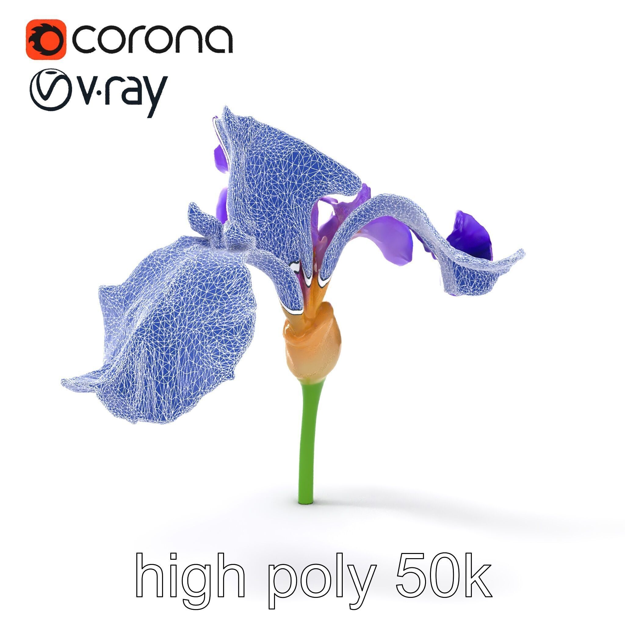 Purple Iris Flower Realistic 3D model pack Low-poly 3D model_20