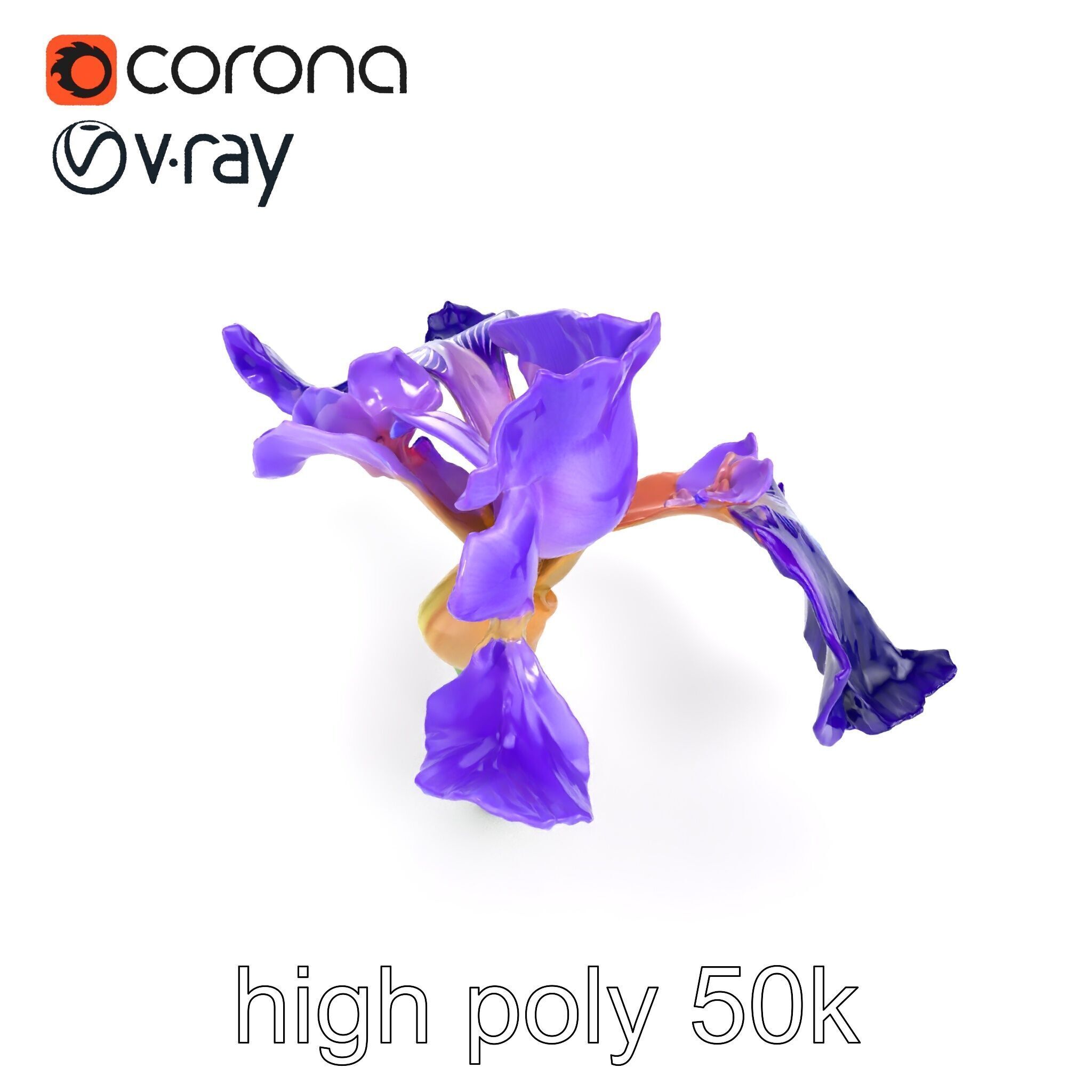 Purple Iris Flower Realistic 3D model pack Low-poly 3D model_12