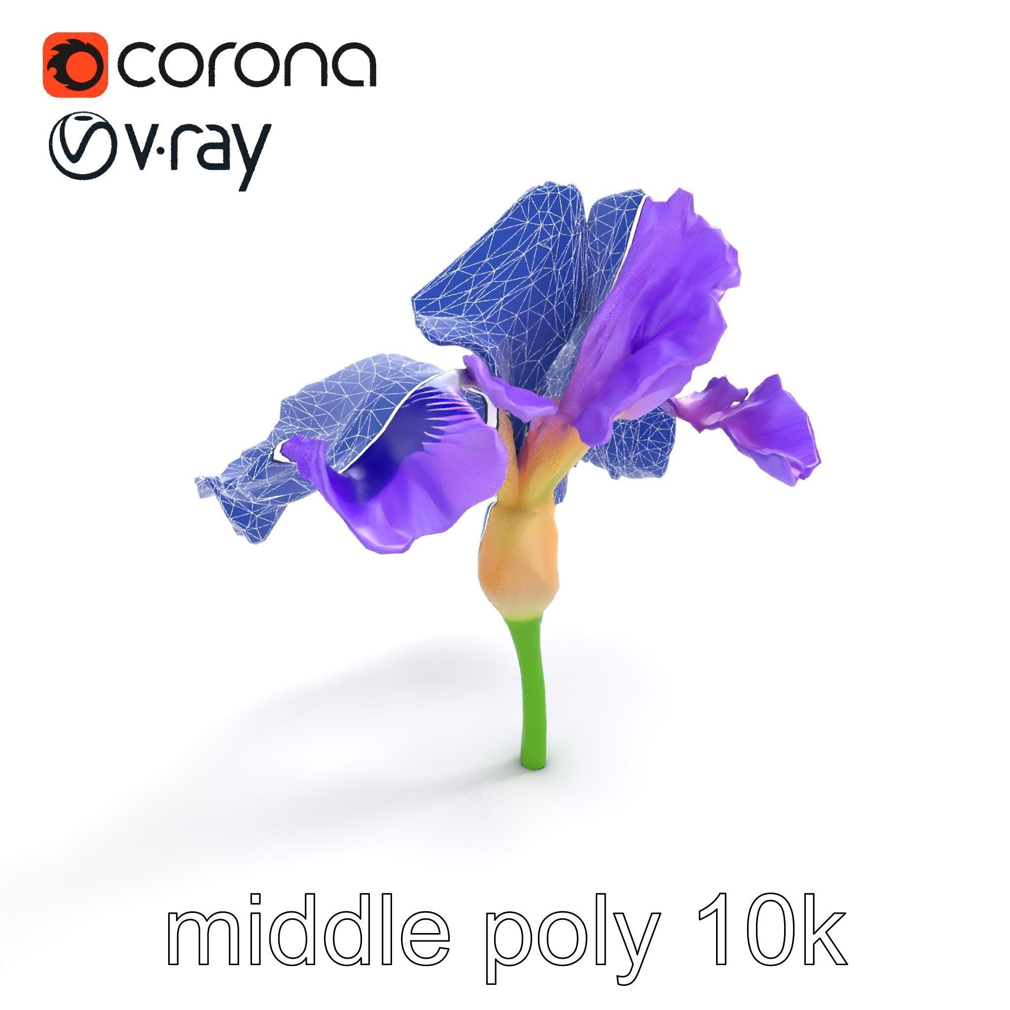 Purple Iris Flower Realistic 3D model pack Low-poly 3D model_10