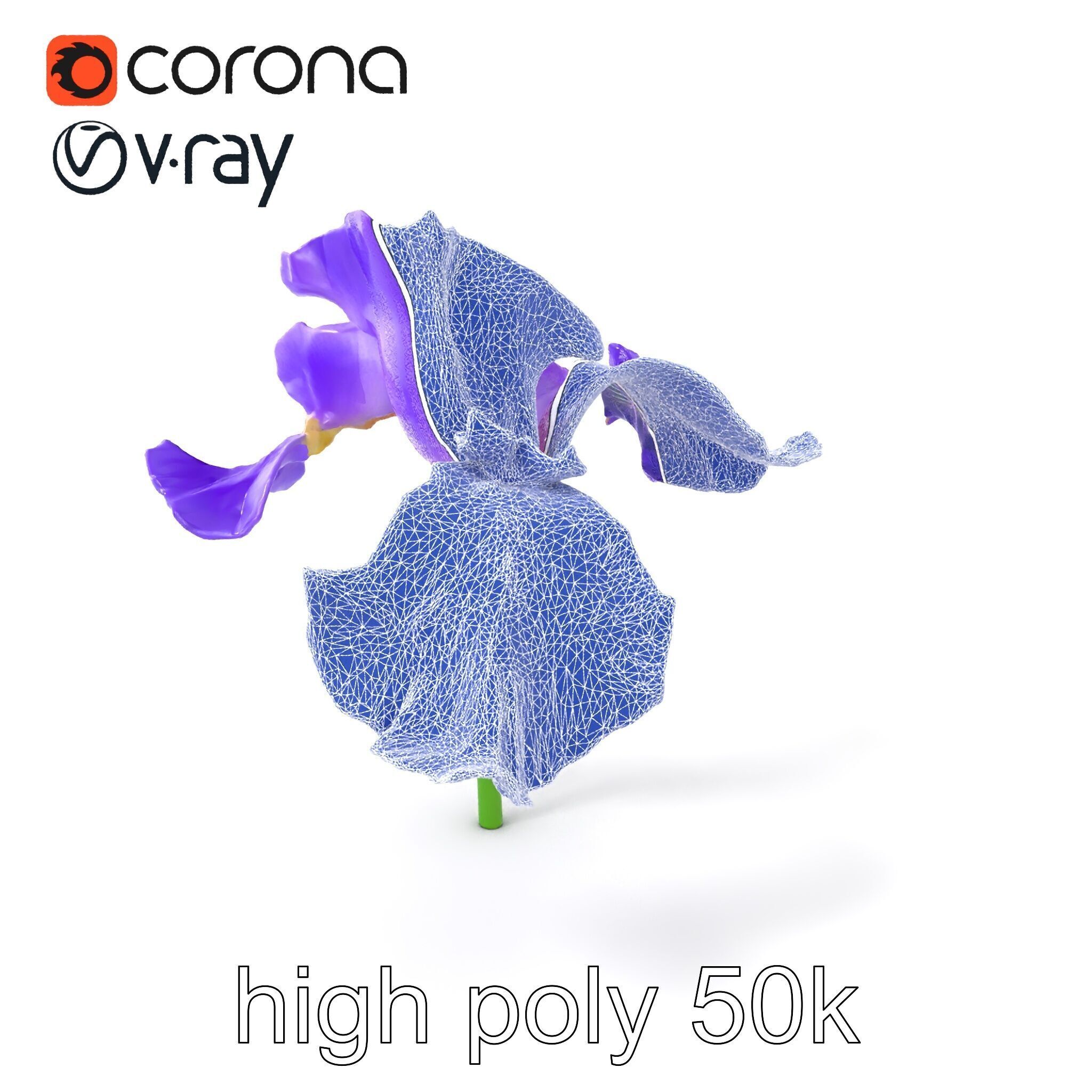 Purple Iris Flower Realistic 3D model pack Low-poly 3D model_1