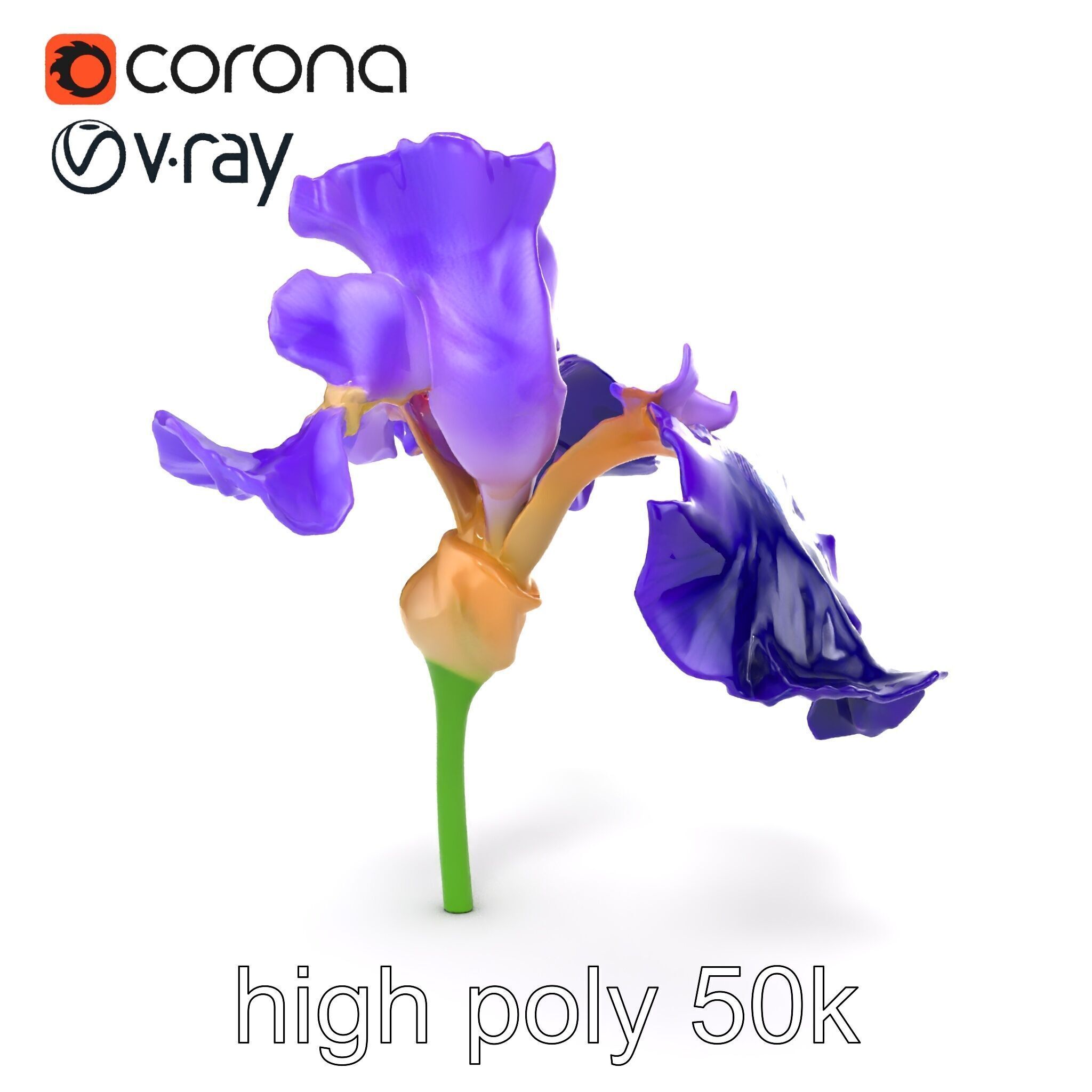 Purple Iris Flower Realistic 3D model pack Low-poly 3D model_14