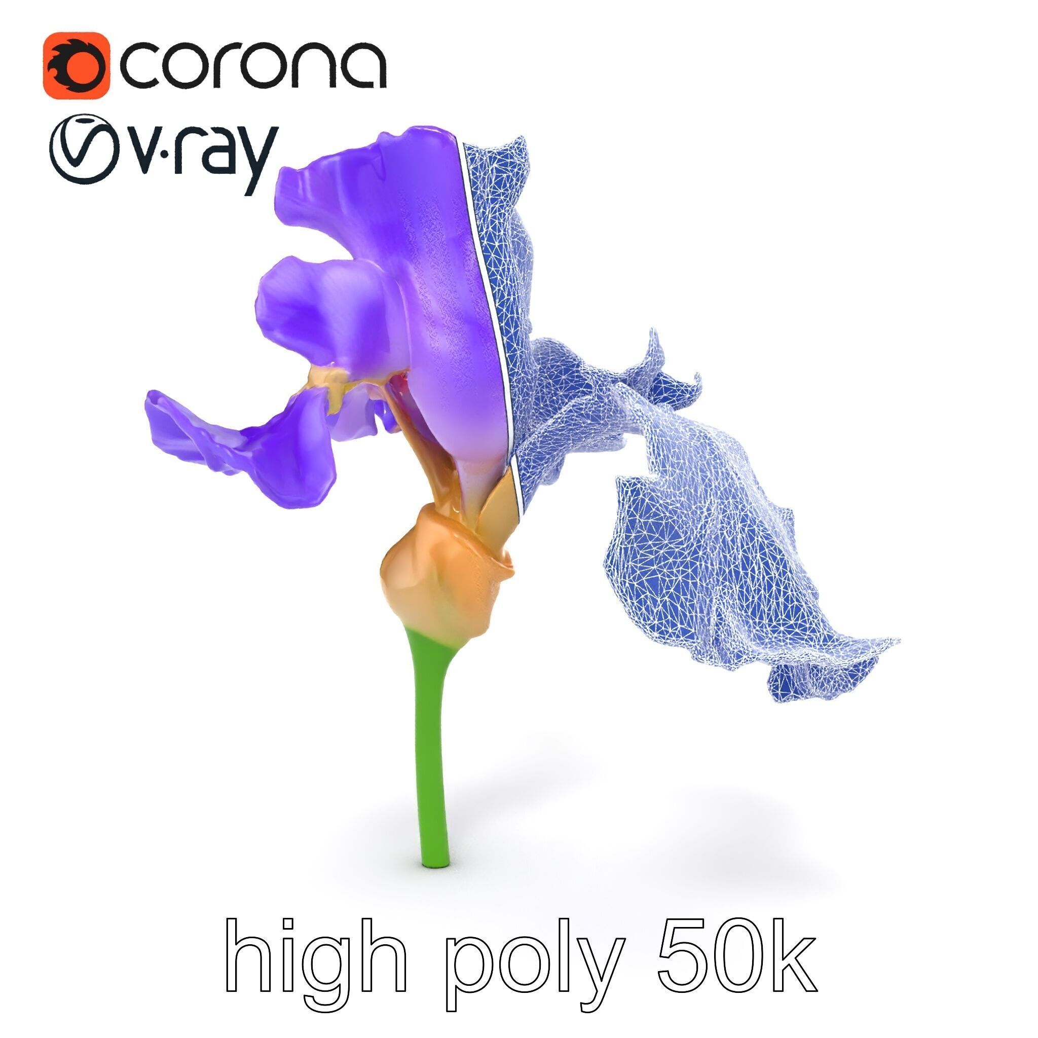 Purple Iris Flower Realistic 3D model pack Low-poly 3D model_27