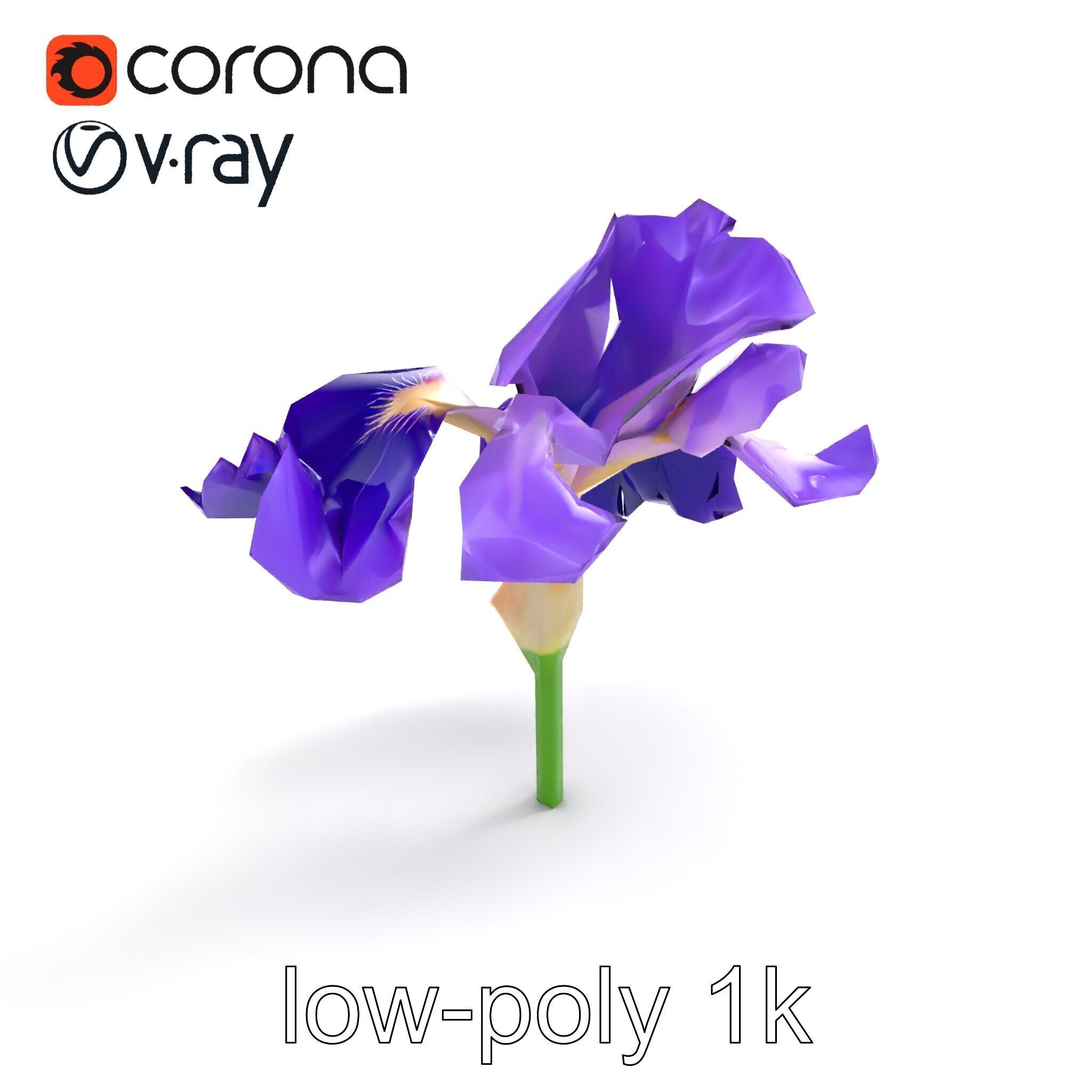 Purple Iris Flower Realistic 3D model pack Low-poly 3D model_8