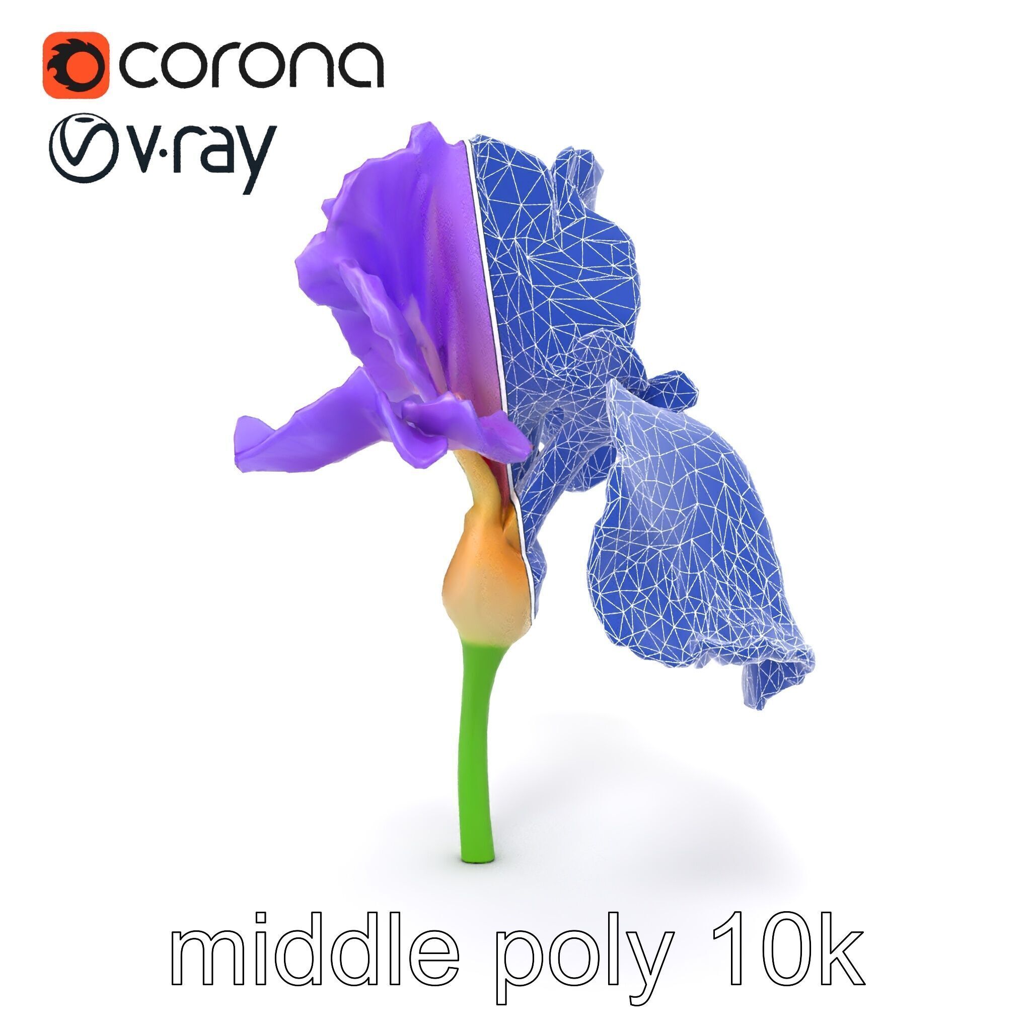 Purple Iris Flower Realistic 3D model pack Low-poly 3D model_26
