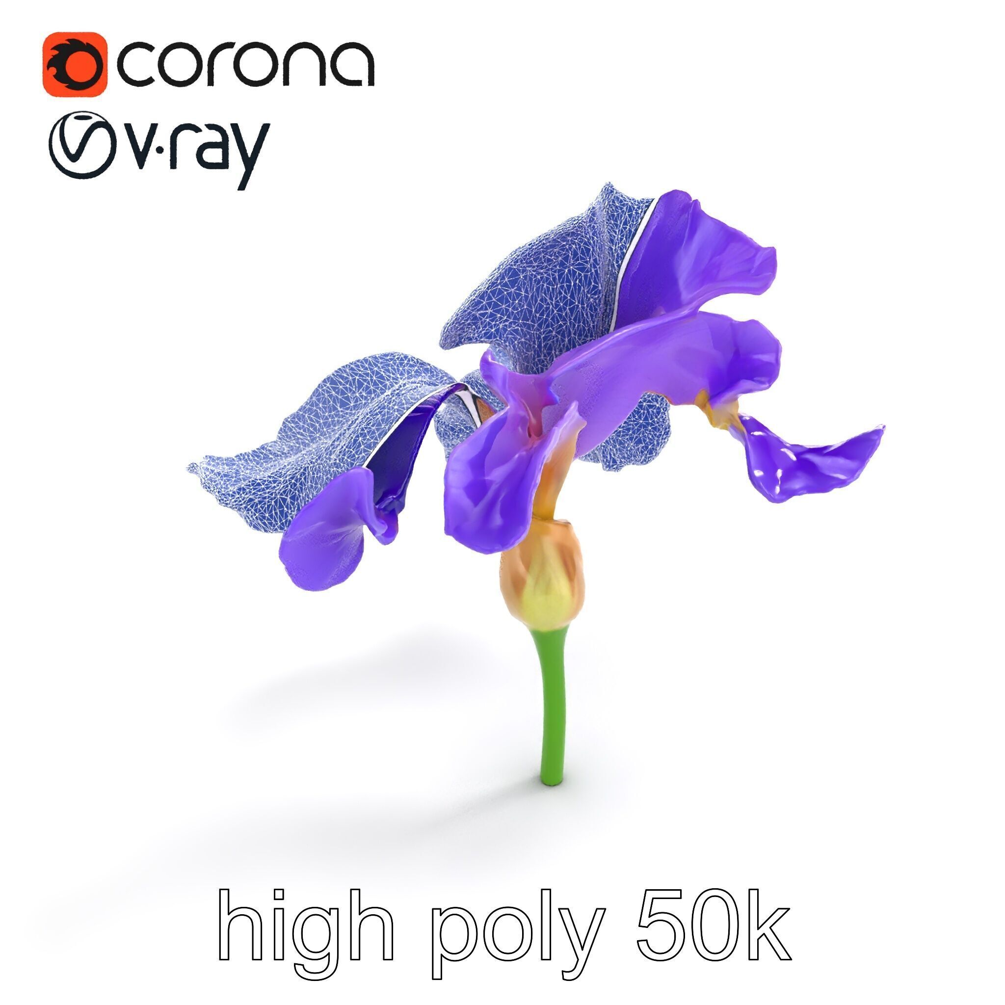 Purple Iris Flower Realistic 3D model pack Low-poly 3D model_15