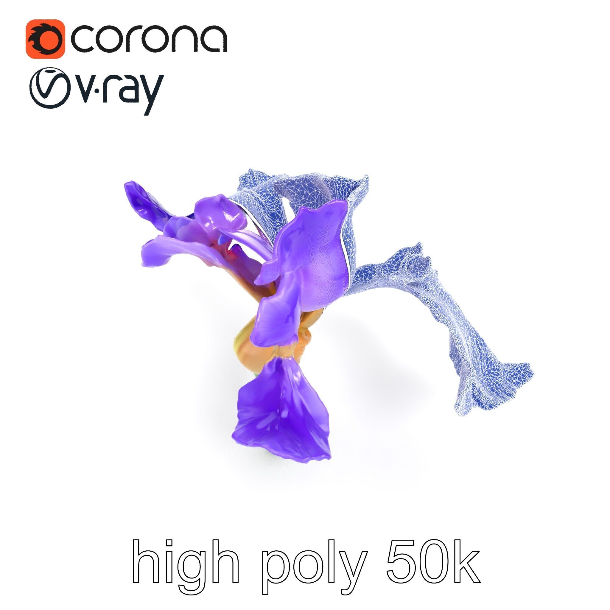 Purple Iris Flower Realistic 3D model pack Low-poly 3D model_19