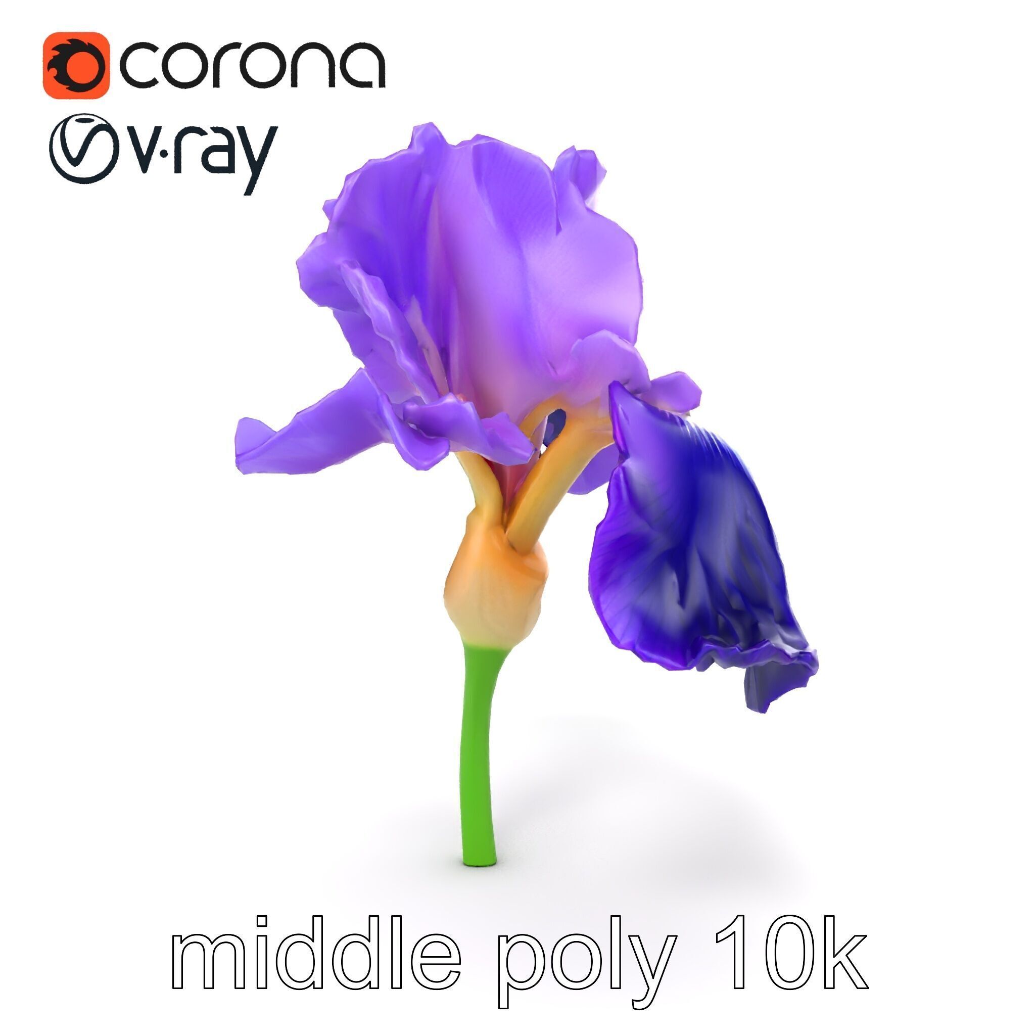 Purple Iris Flower Realistic 3D model pack Low-poly 3D model_24