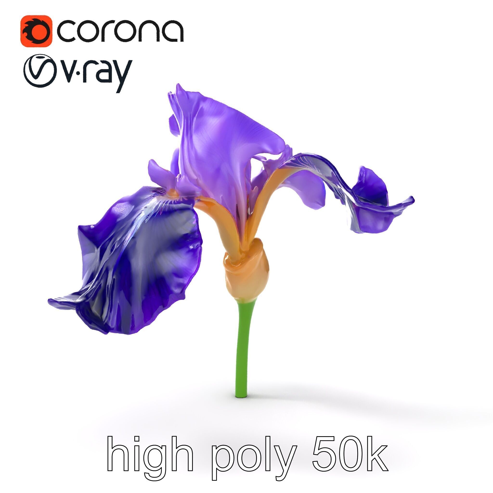 Purple Iris Flower Realistic 3D model pack Low-poly 3D model_11