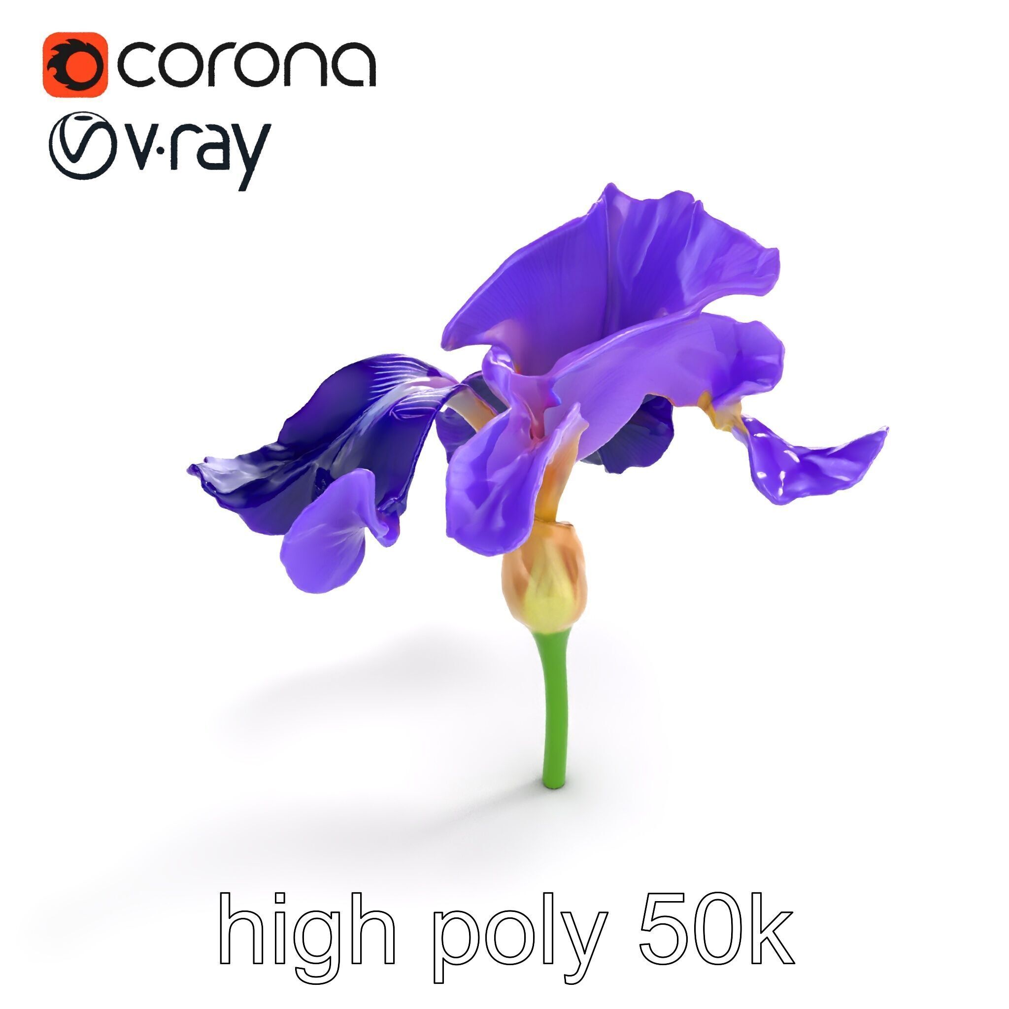 Purple Iris Flower Realistic 3D model pack Low-poly 3D model_9