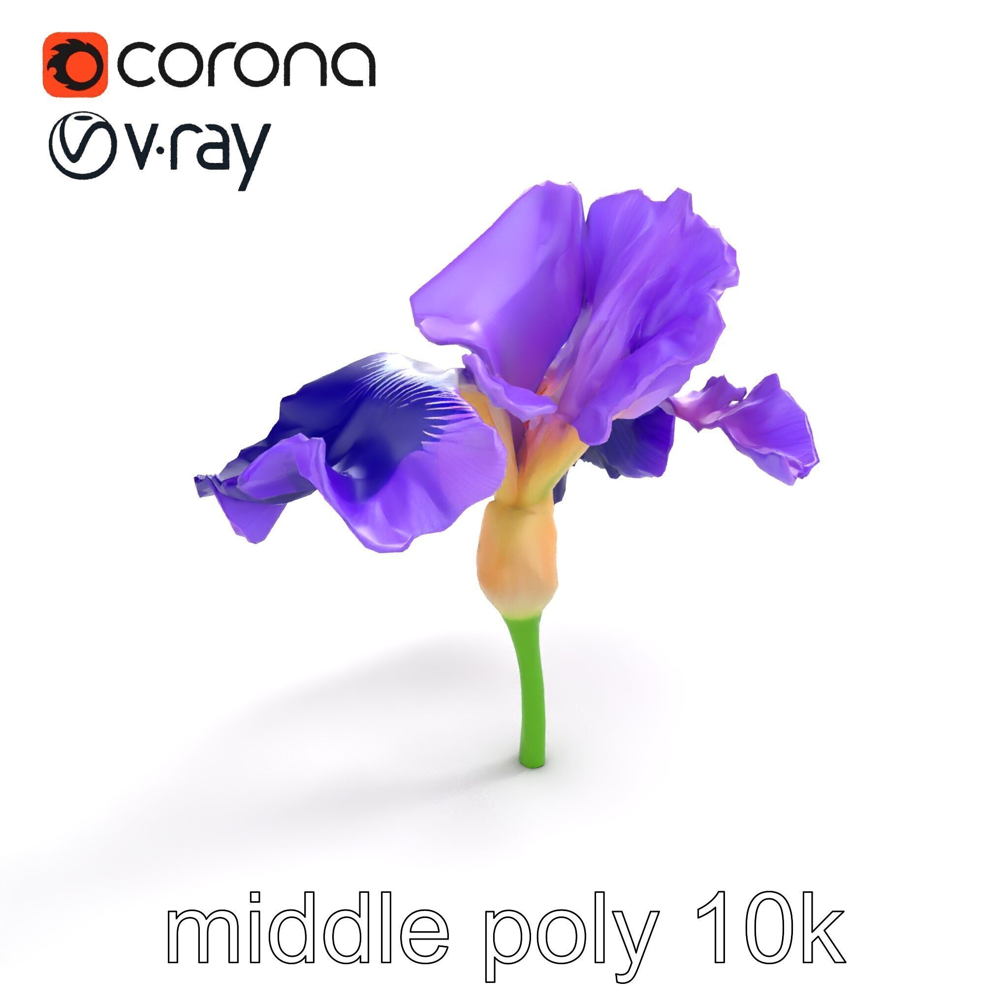 Purple Iris Flower Realistic 3D model pack Low-poly 3D model_7