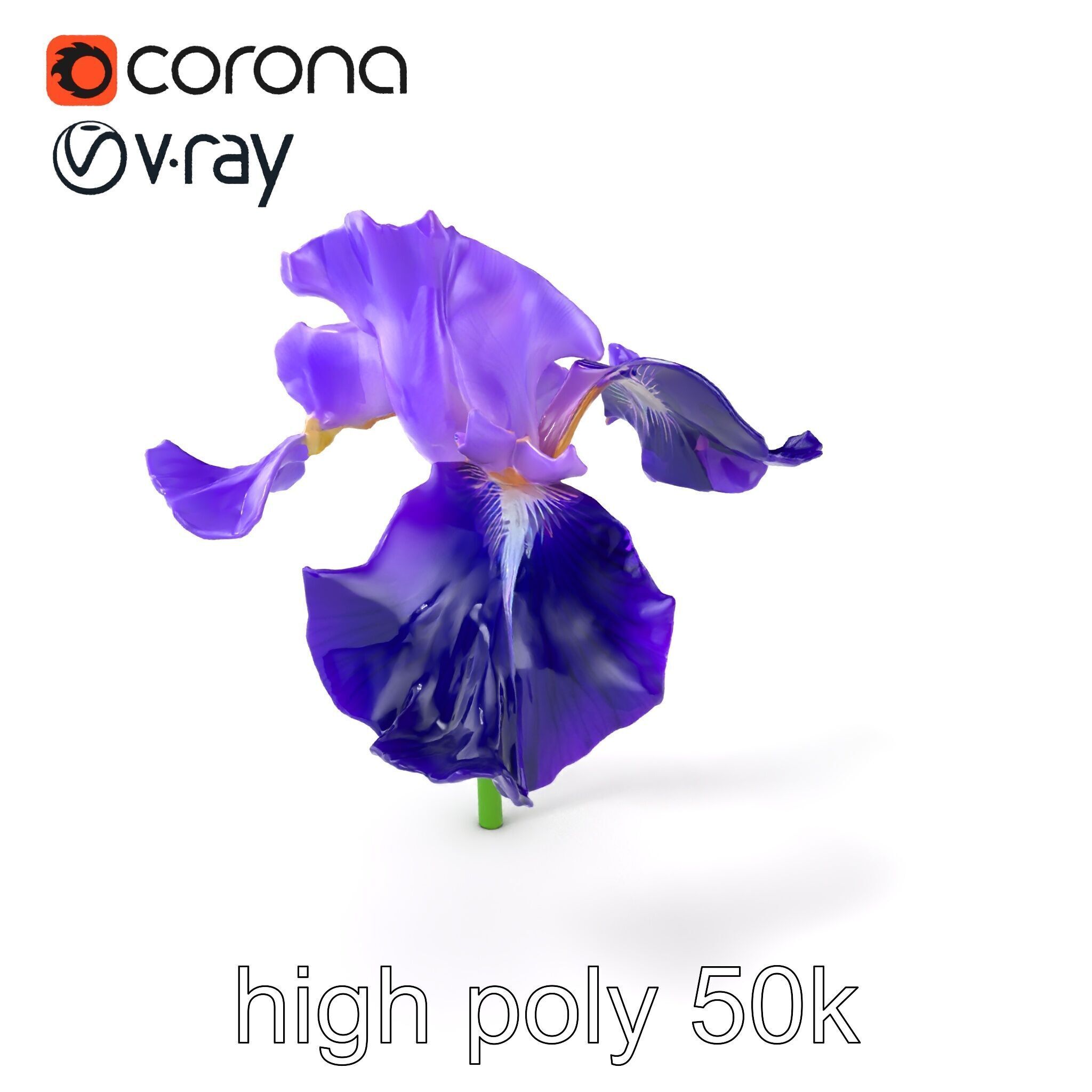 Purple Iris Flower Realistic 3D model pack Low-poly 3D model_2