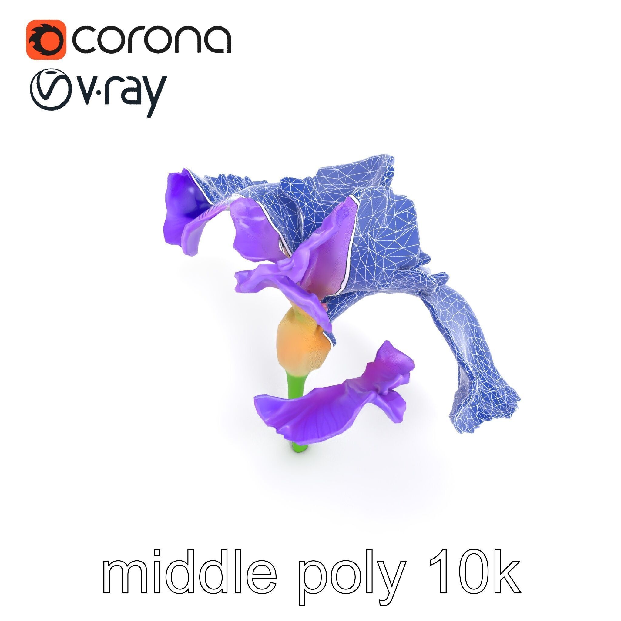 Purple Iris Flower Realistic 3D model pack Low-poly 3D model_30