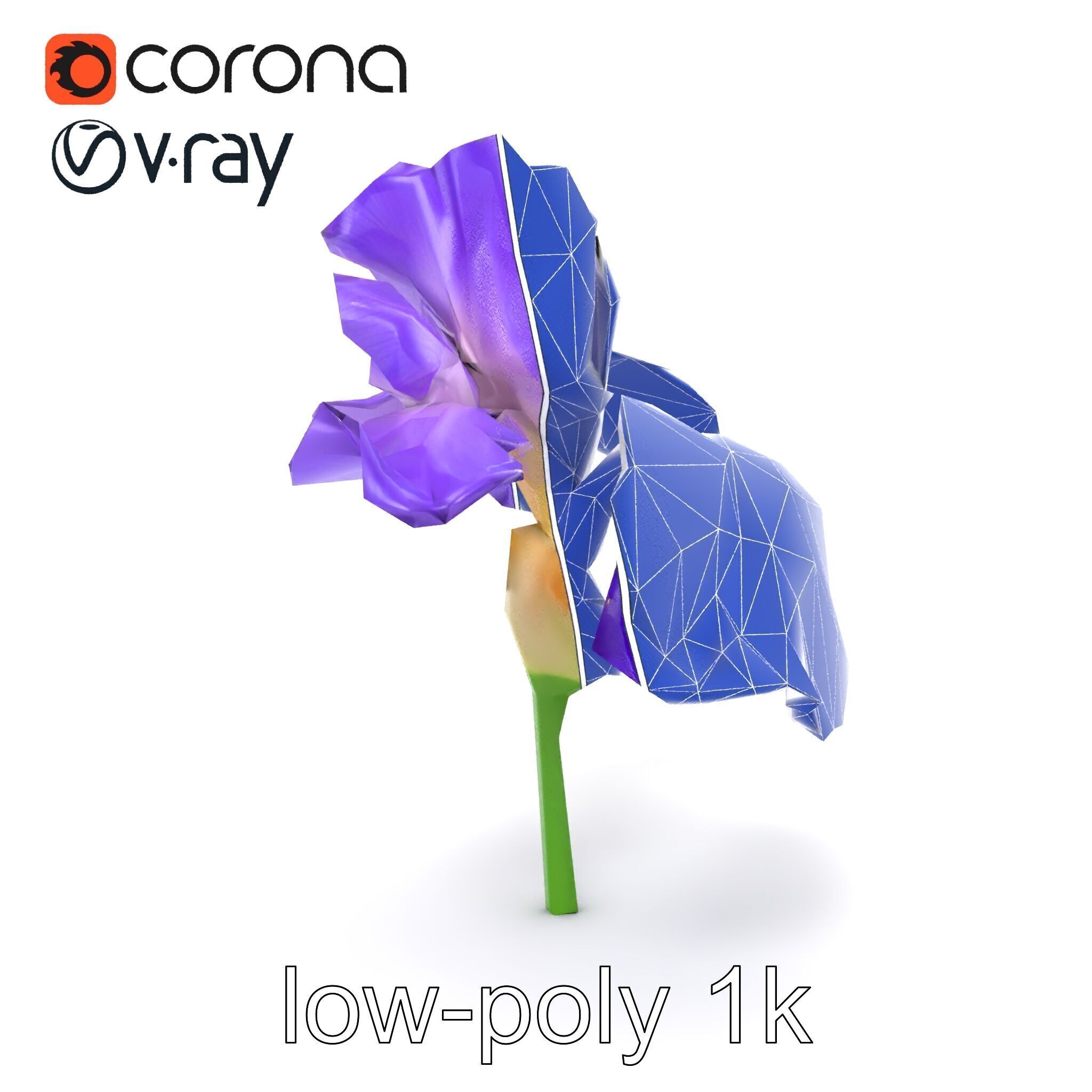 Purple Iris Flower Realistic 3D model pack Low-poly 3D model_22