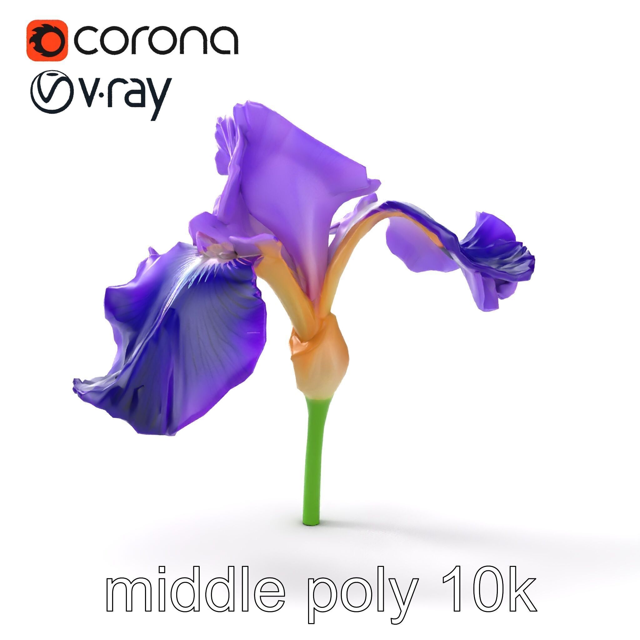 Purple Iris Flower Realistic 3D model pack Low-poly 3D model_18